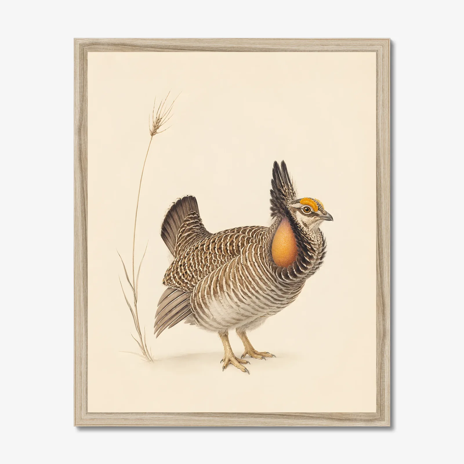 Lesser Prairie Chicken Print in a natural frame