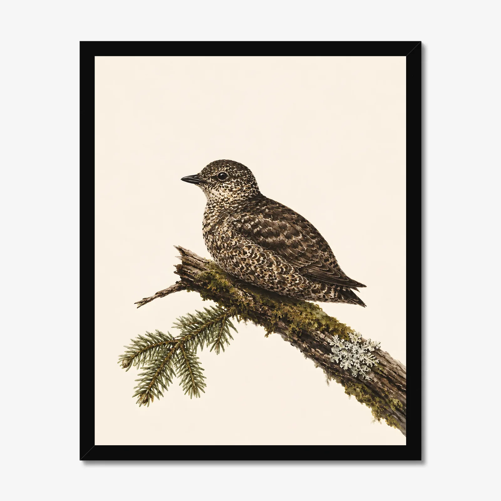Marbled Murrelet Print in a black frame