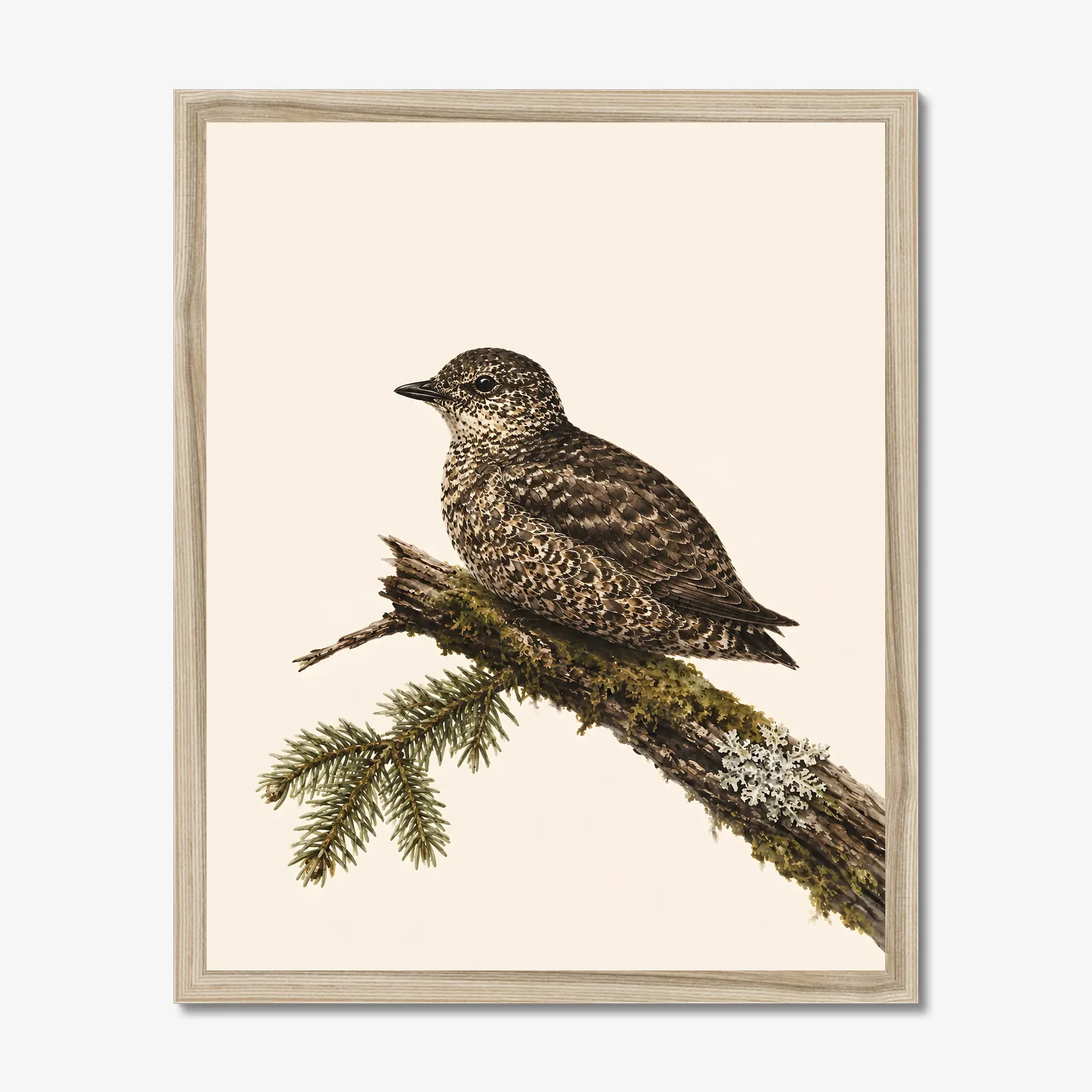 Marbled Murrelet Print in a natural frame
