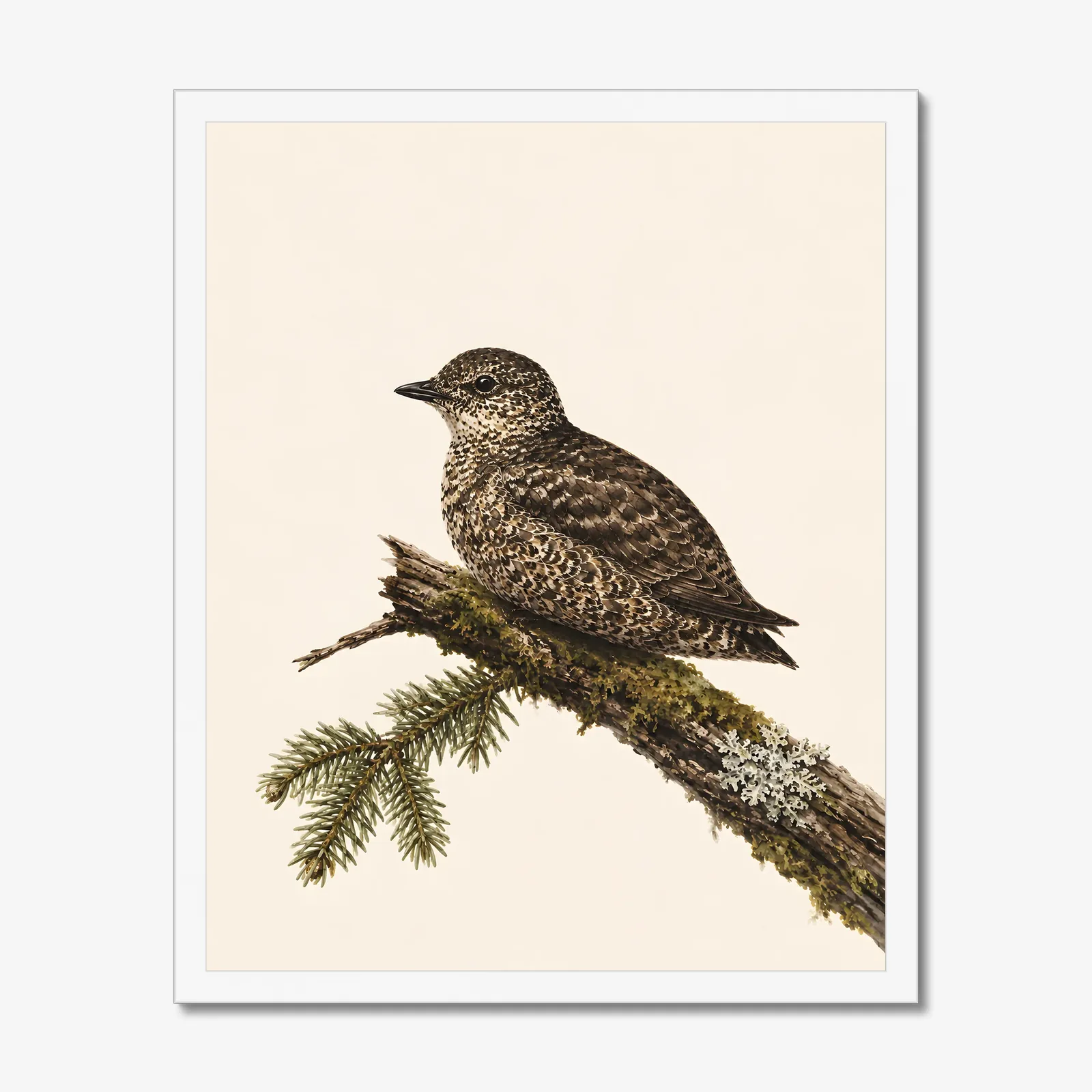 Marbled Murrelet Print in a white frame