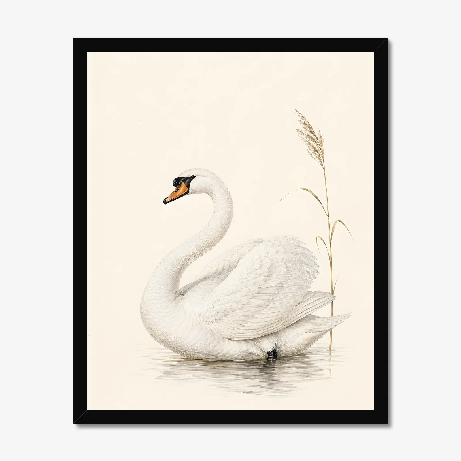 Mute Swan Print in a black frame