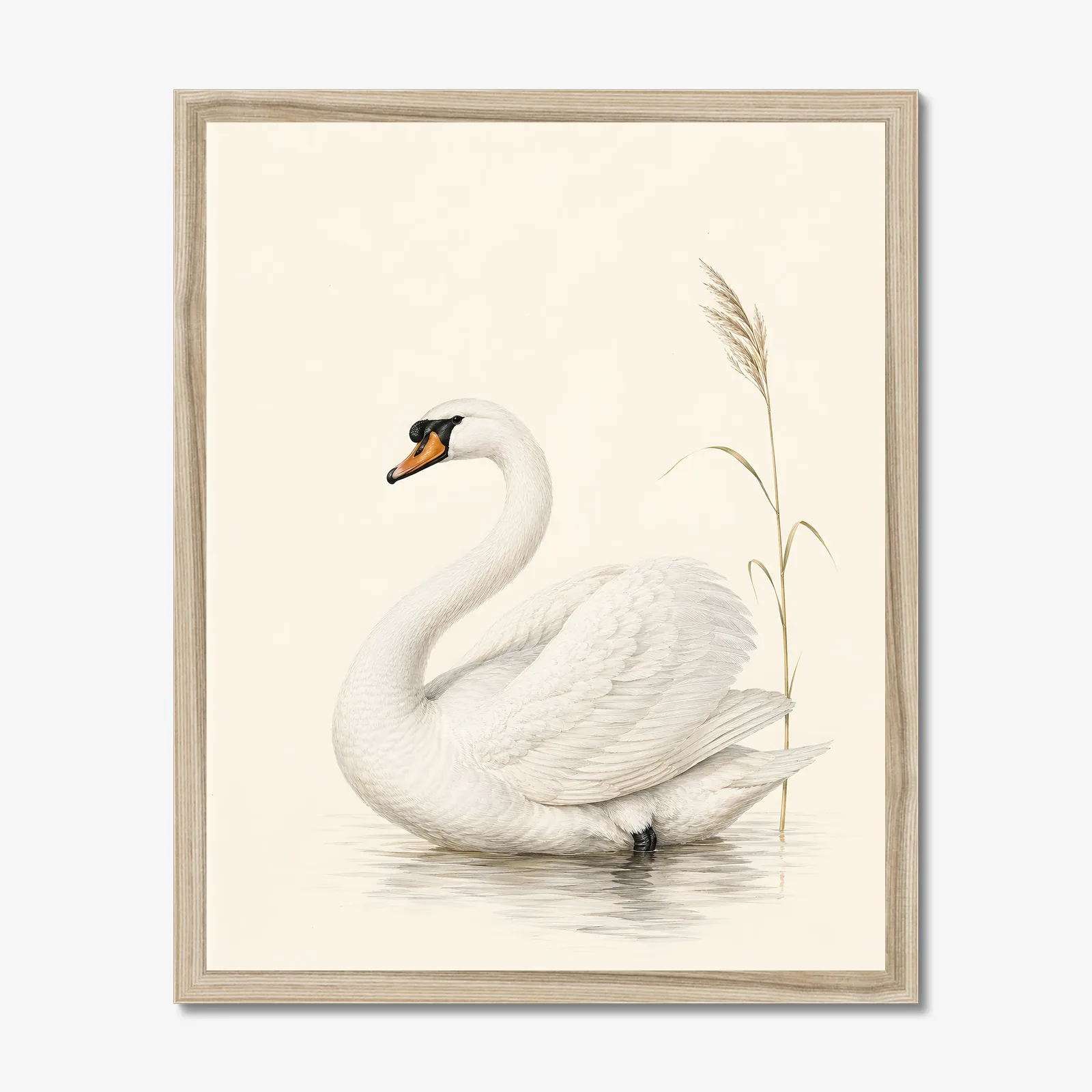 Mute Swan Print in a natural frame
