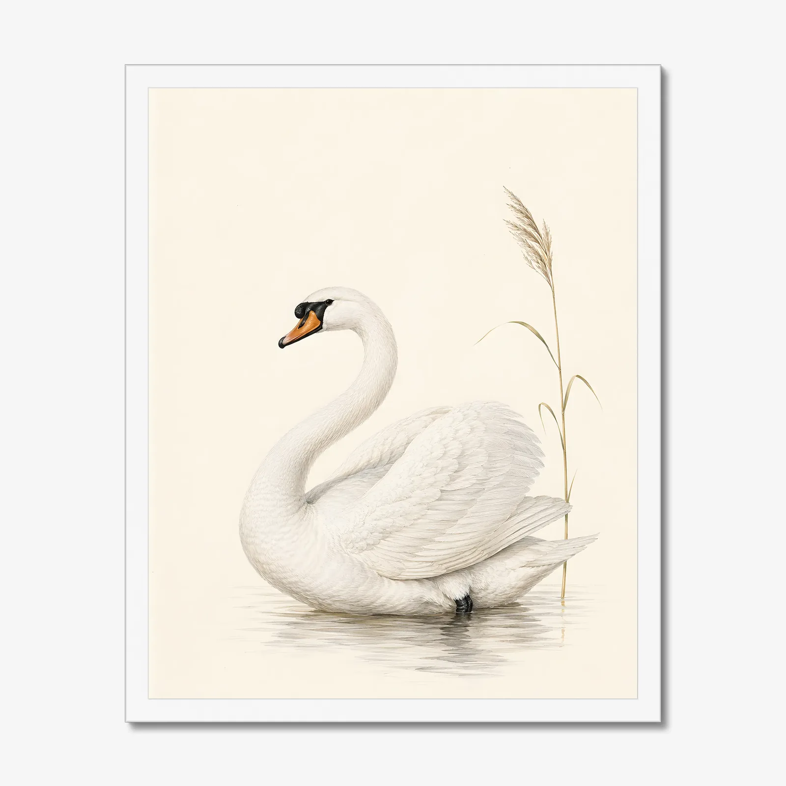 Mute Swan Print in a white frame