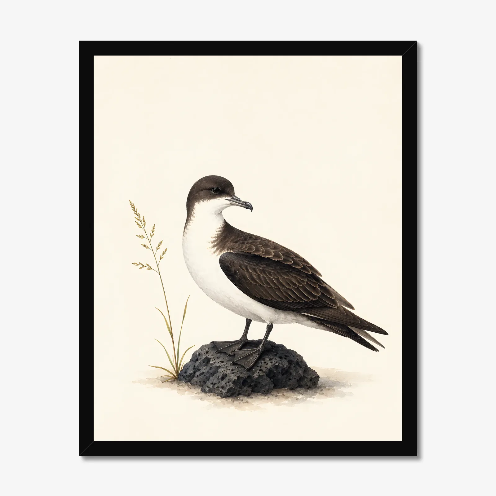 Newell's Shearwater Print in a black frame