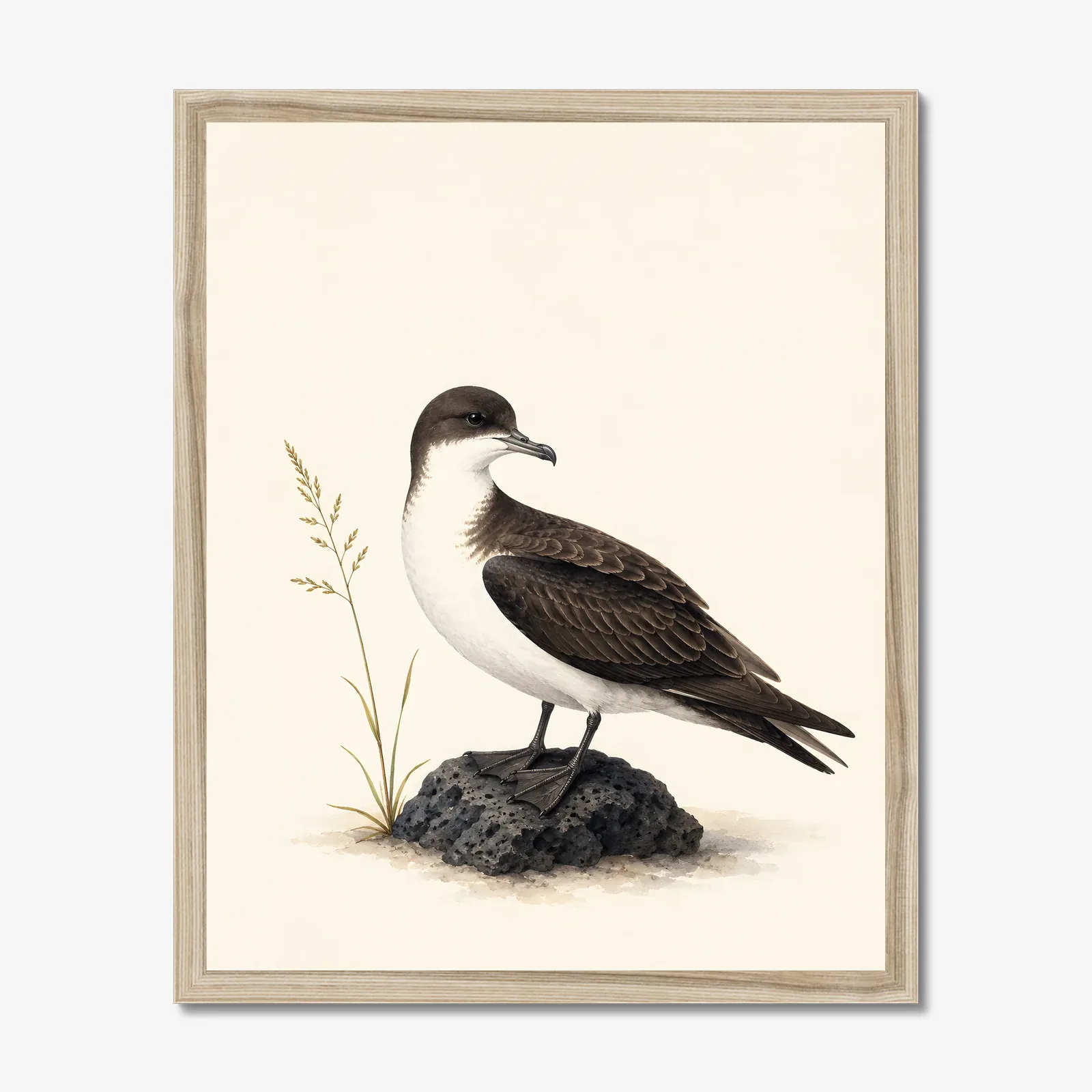 Newell's Shearwater Print in a natural frame