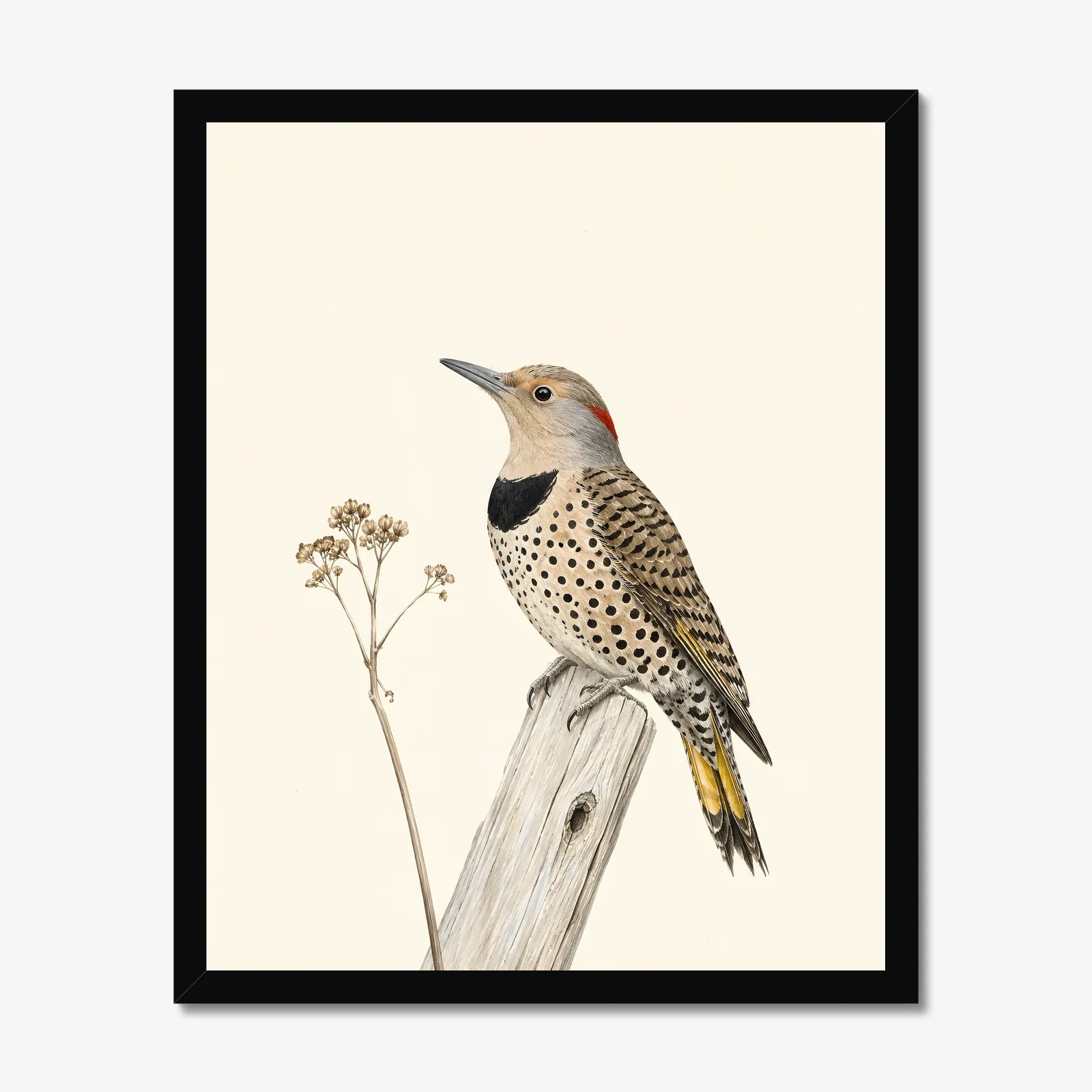 Northern Flicker Print in a black frame