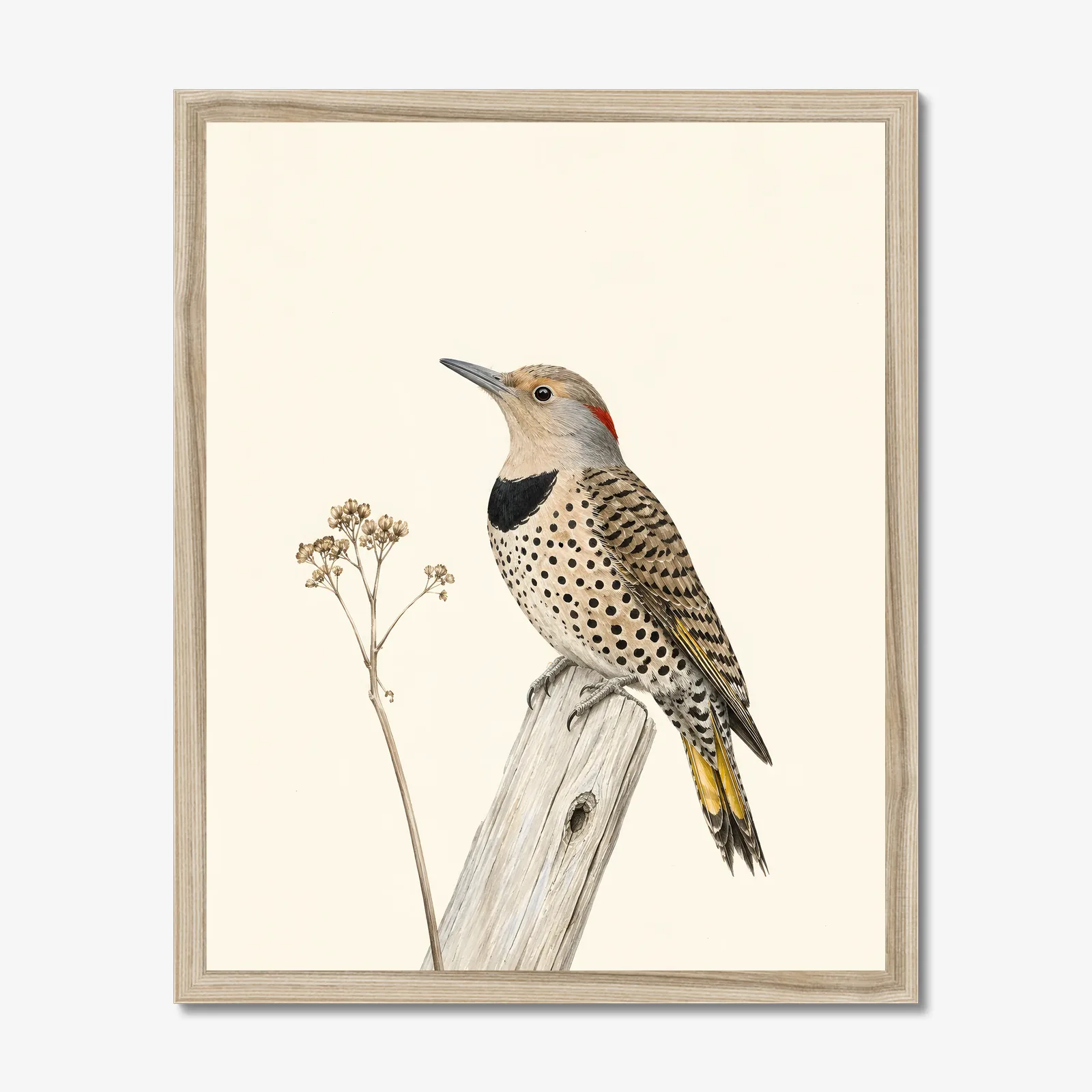 Northern Flicker Print in a natural frame