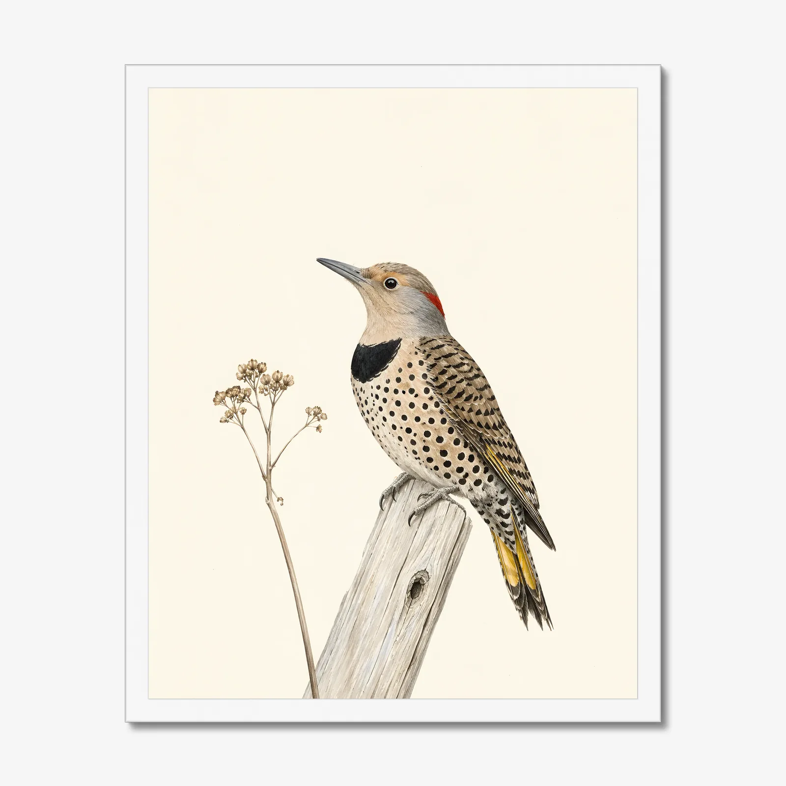 Northern Flicker Print in a white frame