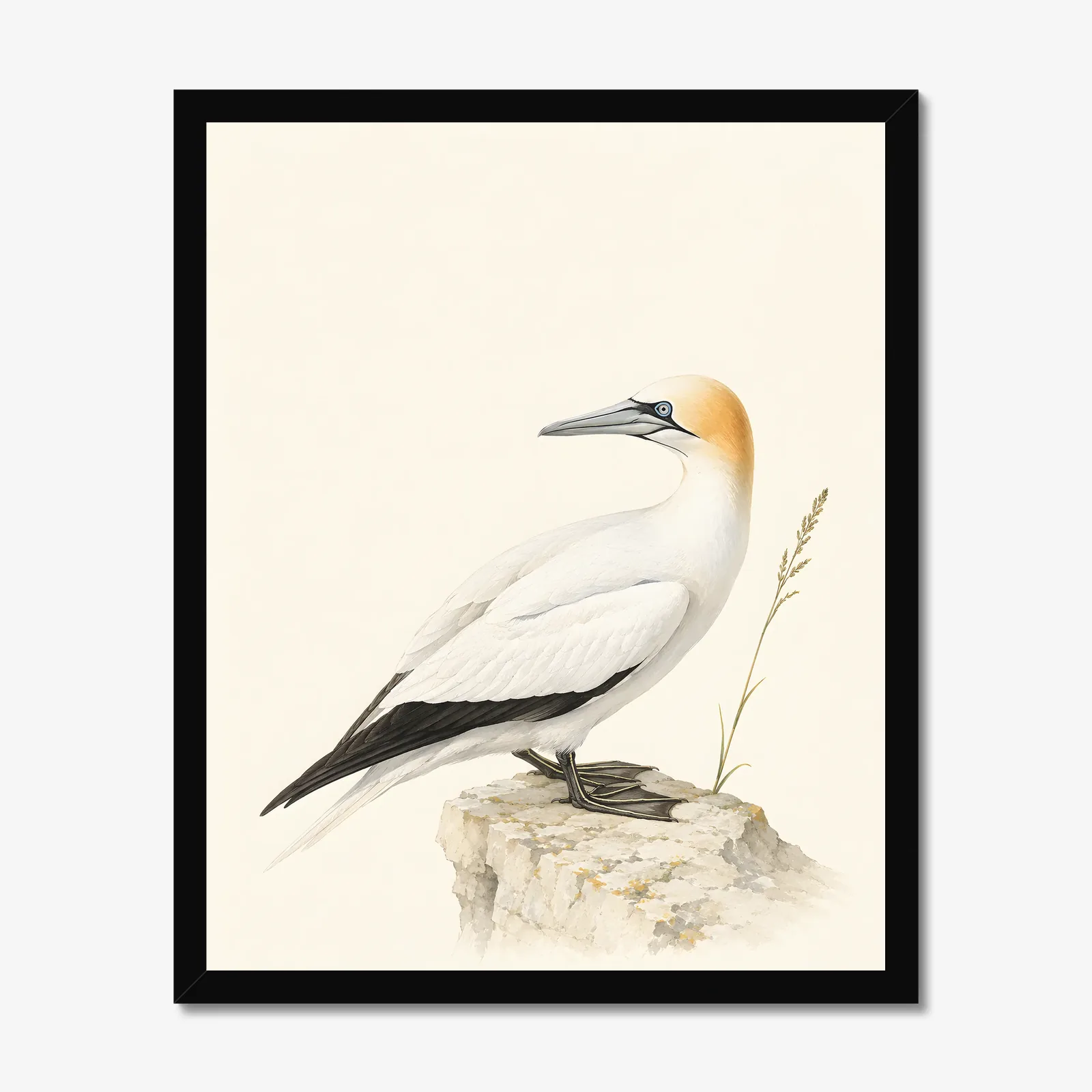 Northern Gannet Print in a black frame