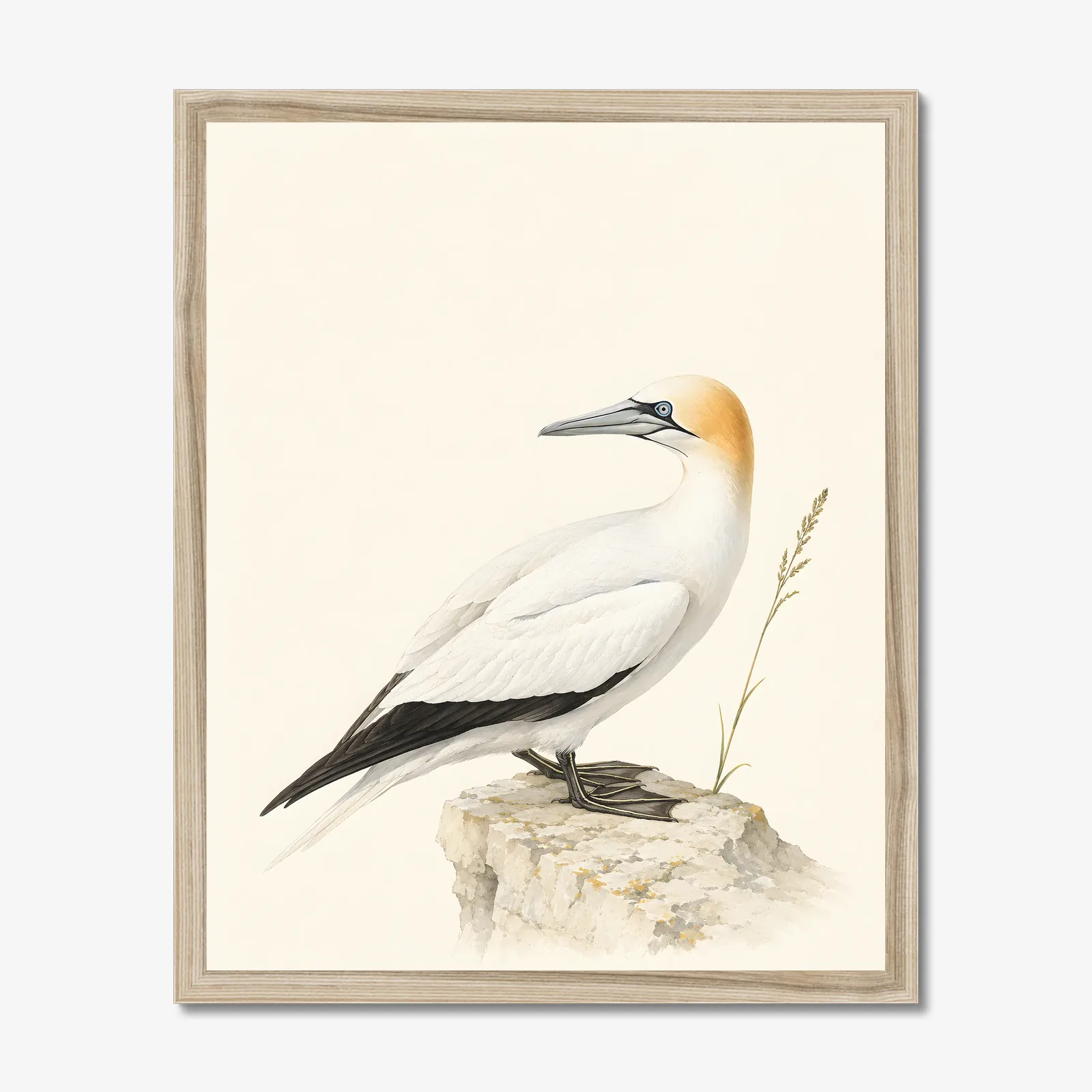 Northern Gannet Print in a natural frame