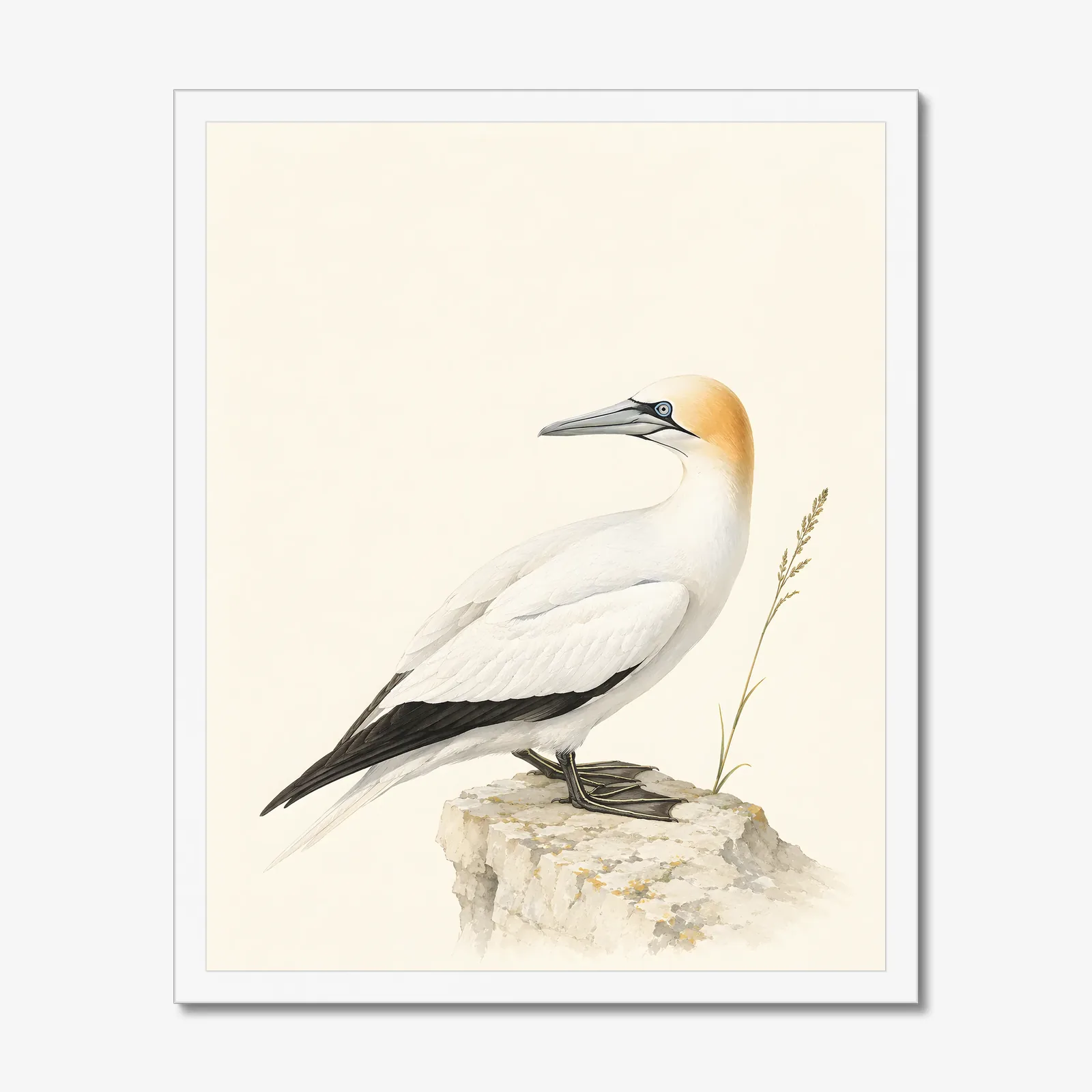 Northern Gannet Print in a white frame