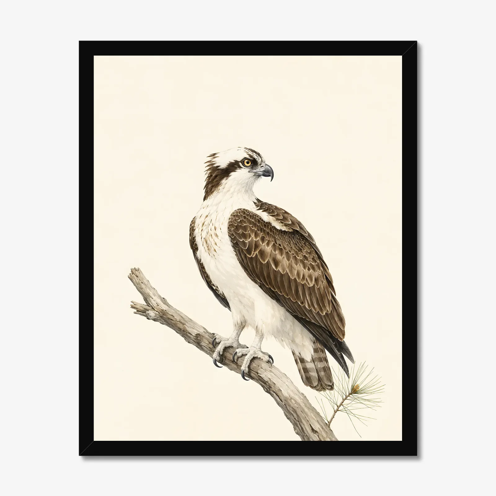 Osprey Print in a black frame