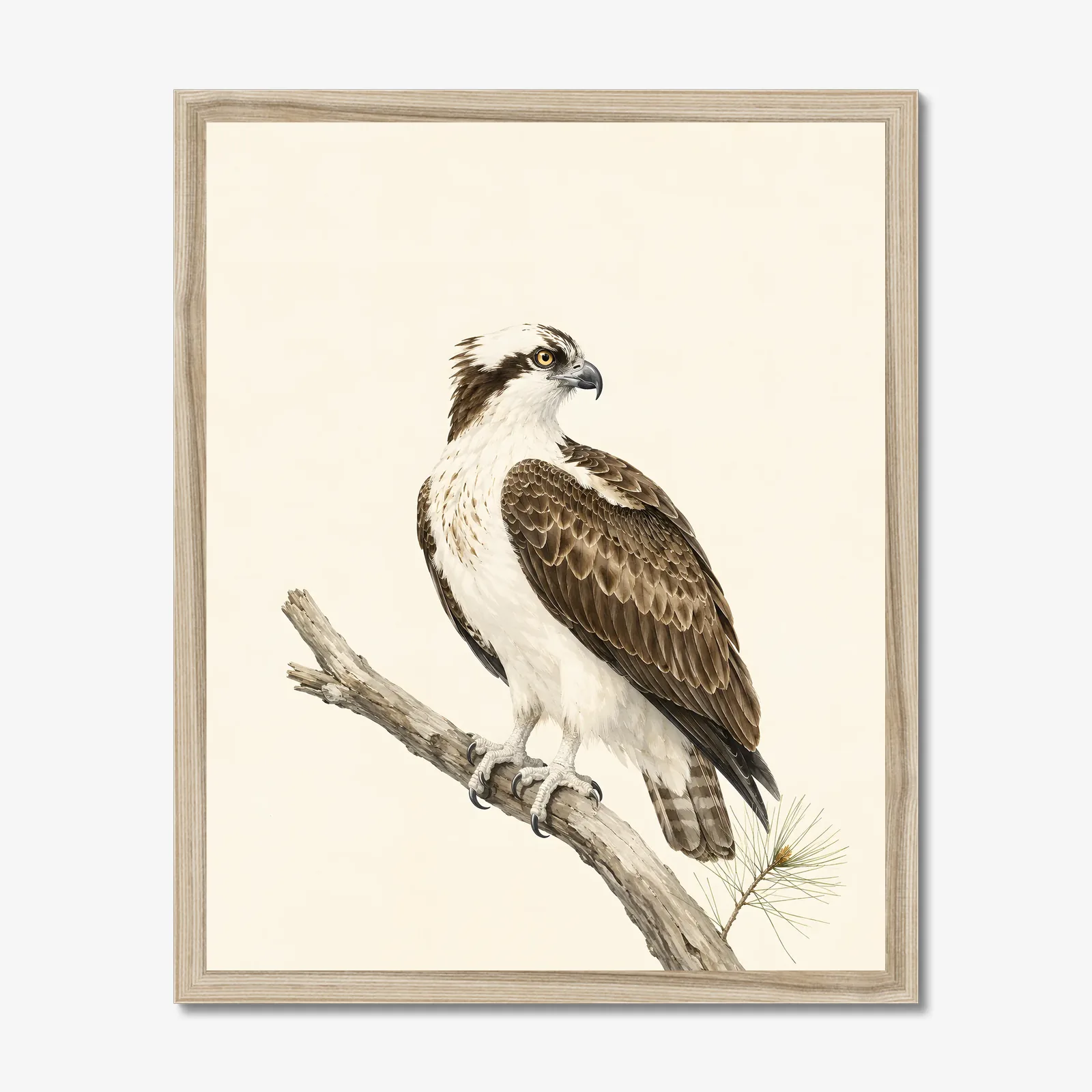 Osprey Print in a natural frame