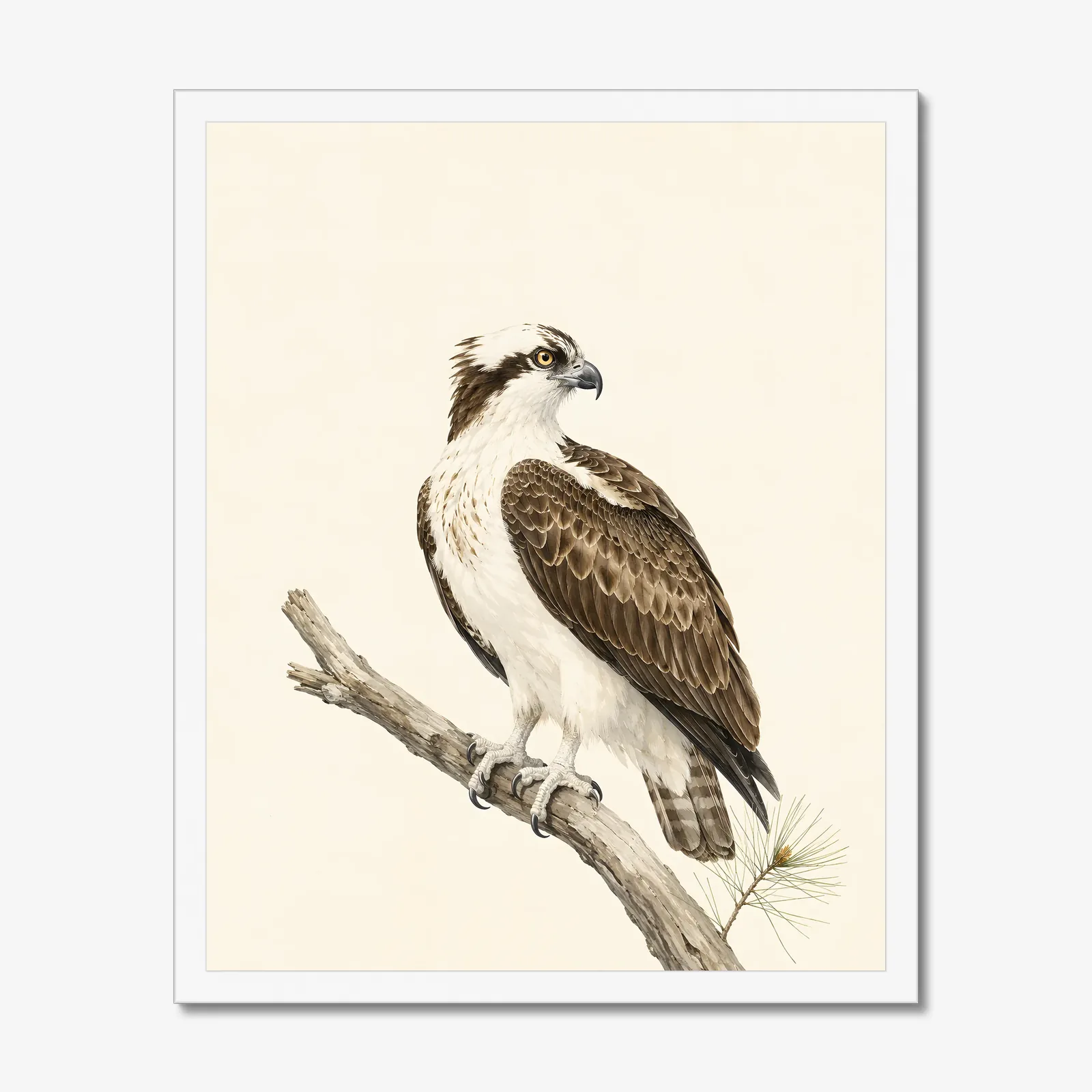 Osprey Print in a white frame