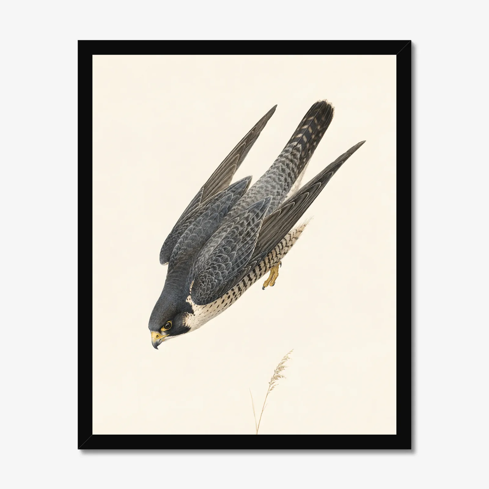 Peregrine Falcon Print in a black frame