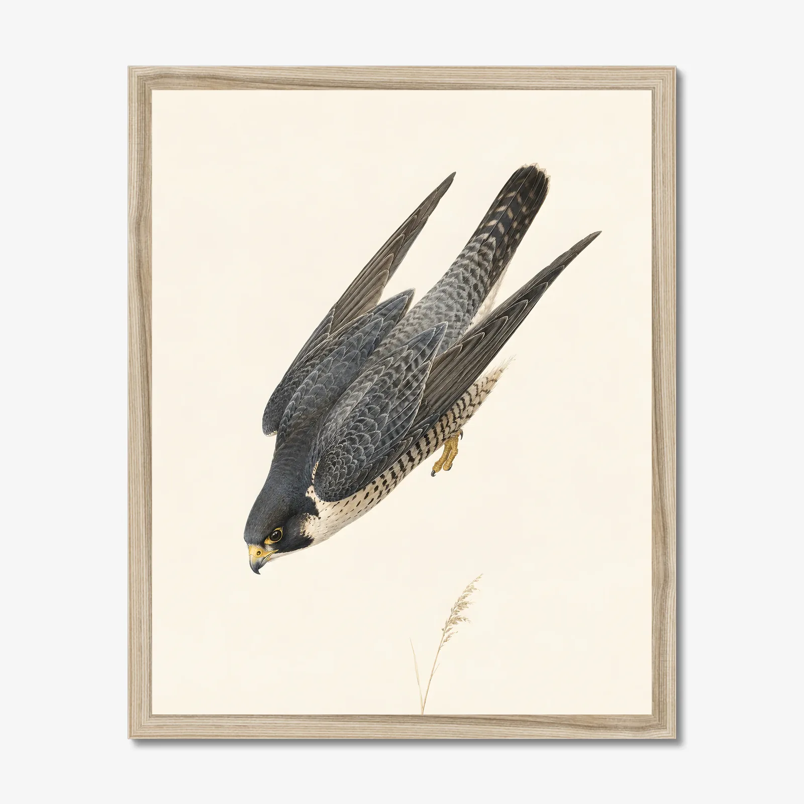 Peregrine Falcon Print shown as a fine-art print