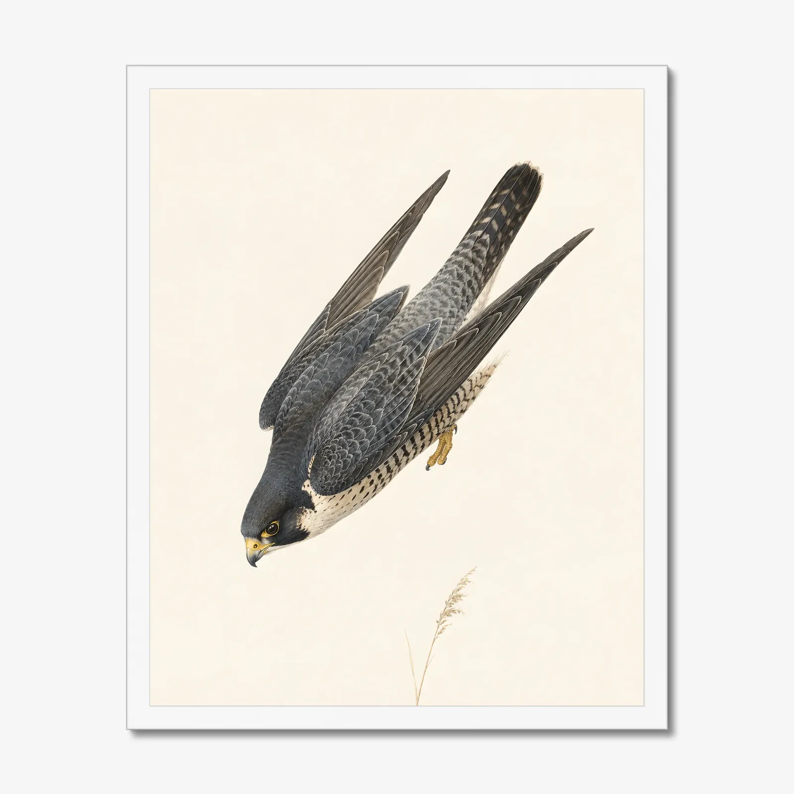Peregrine Falcon Print in a white frame