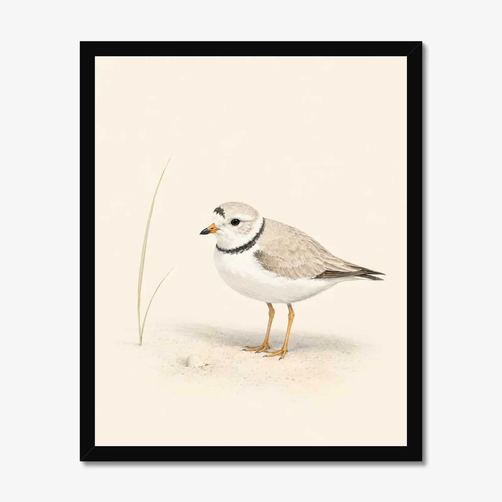 Piping Plover Print in a black frame