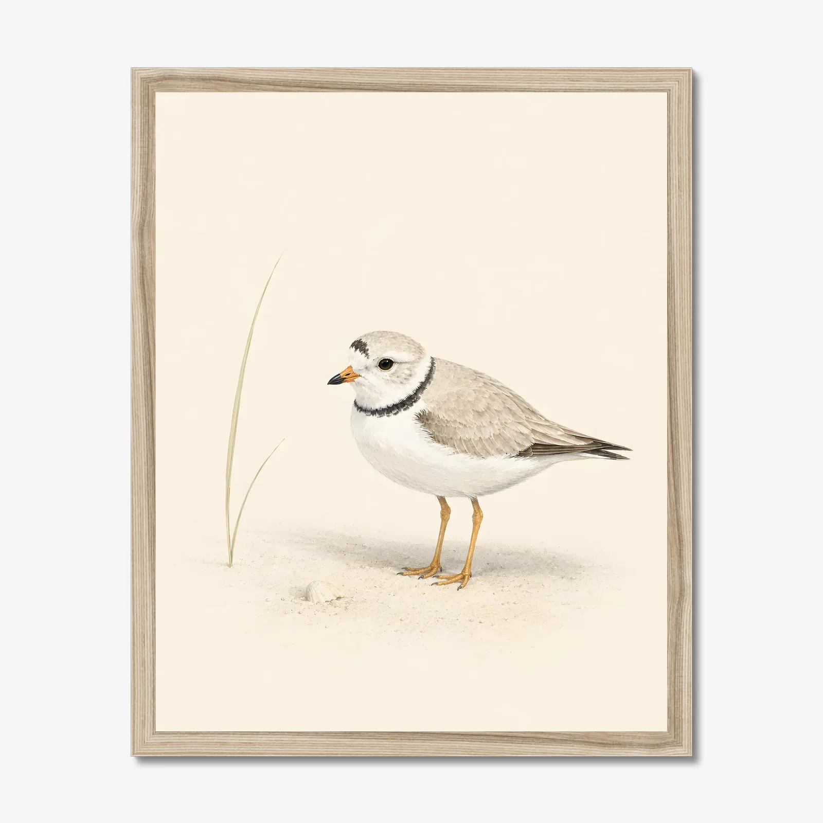 Piping Plover Print in a natural frame