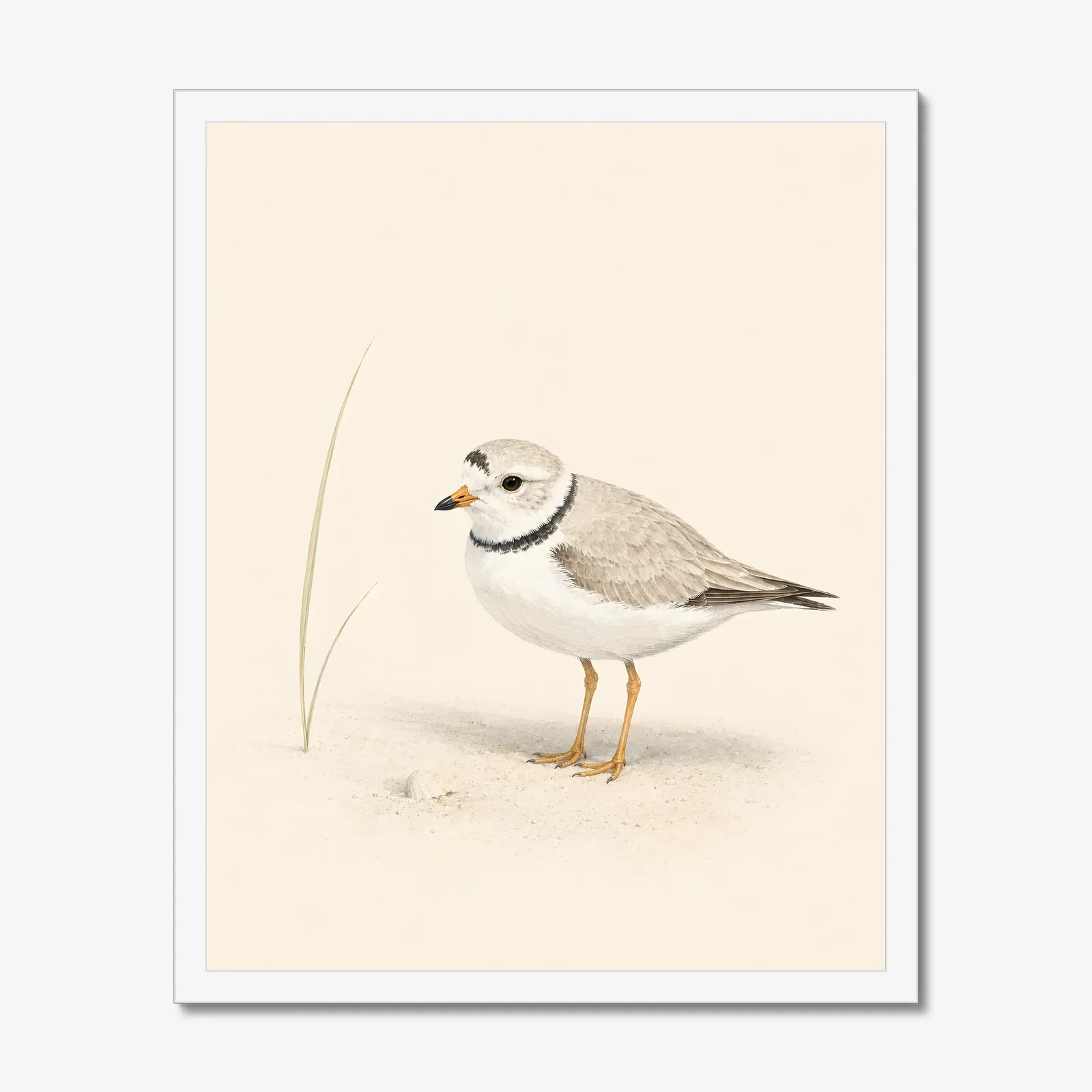 Piping Plover Print in a white frame