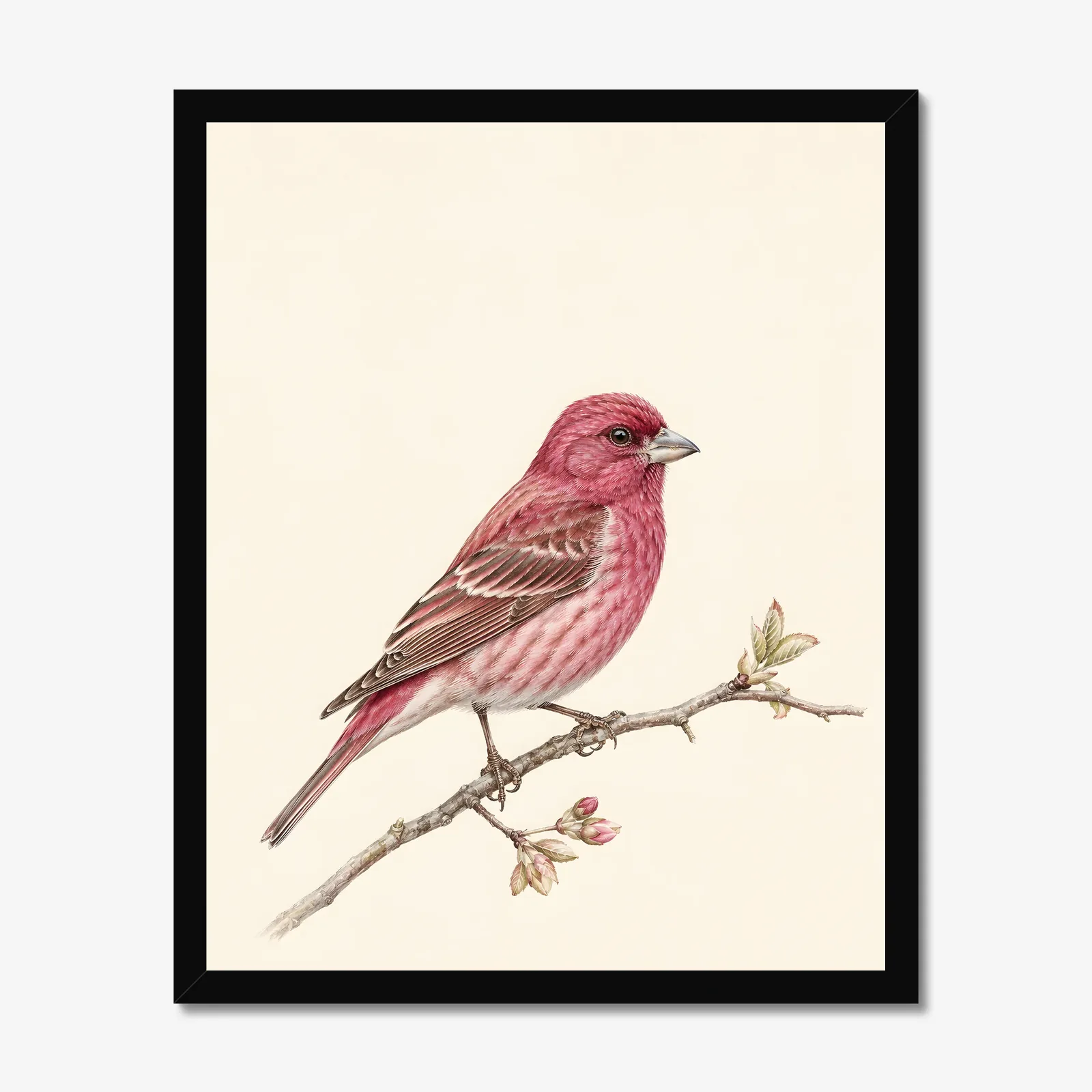 Purple Finch Print in a black frame