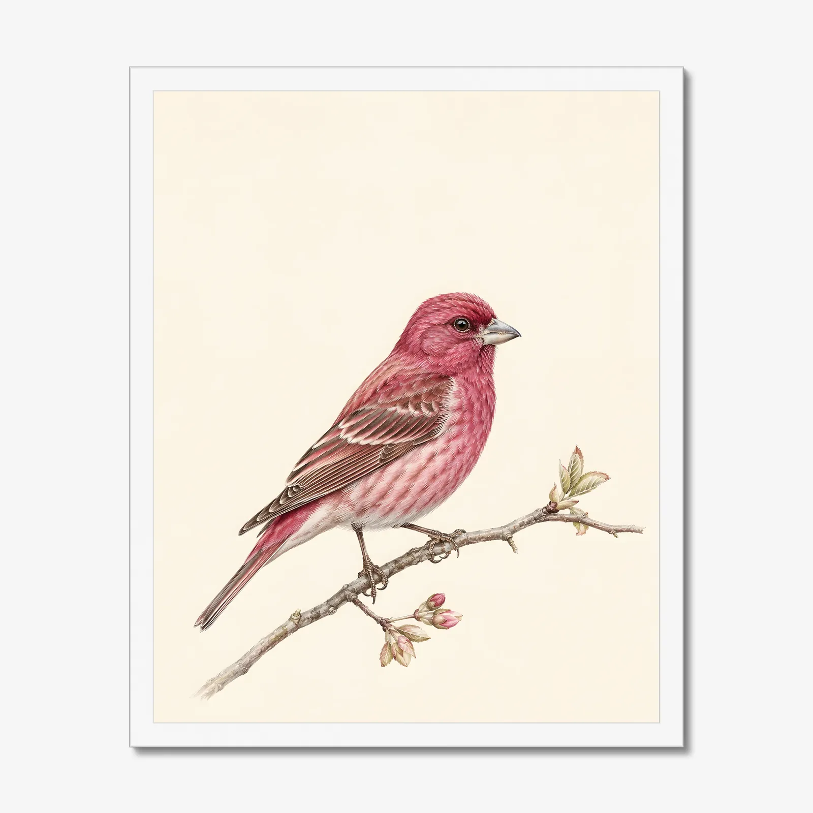 Purple Finch Print in a white frame