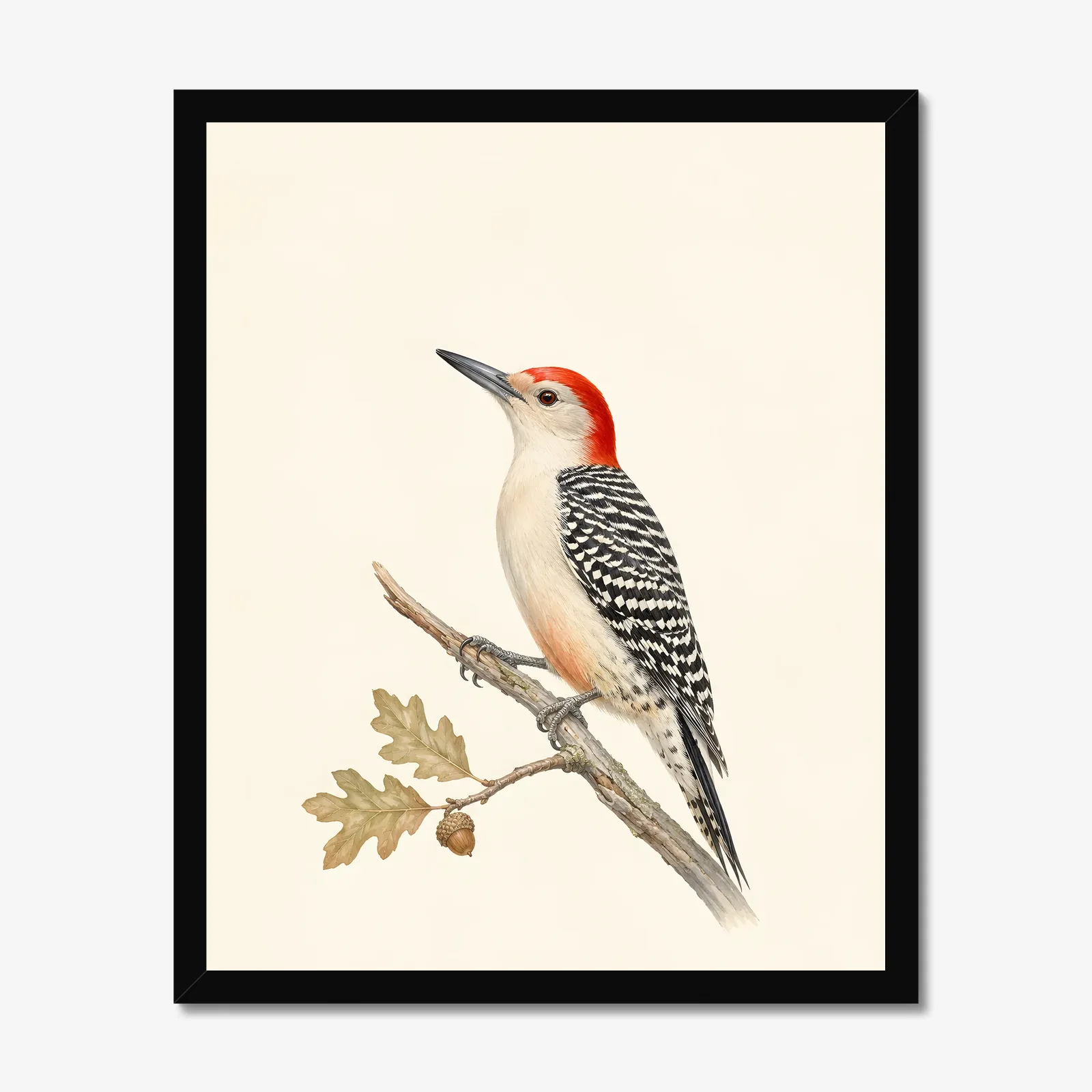 Red-bellied Woodpecker Print in a black frame