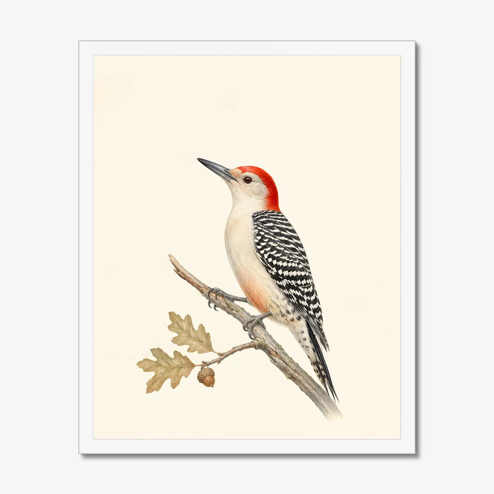 Red-bellied Woodpecker Print in a white frame