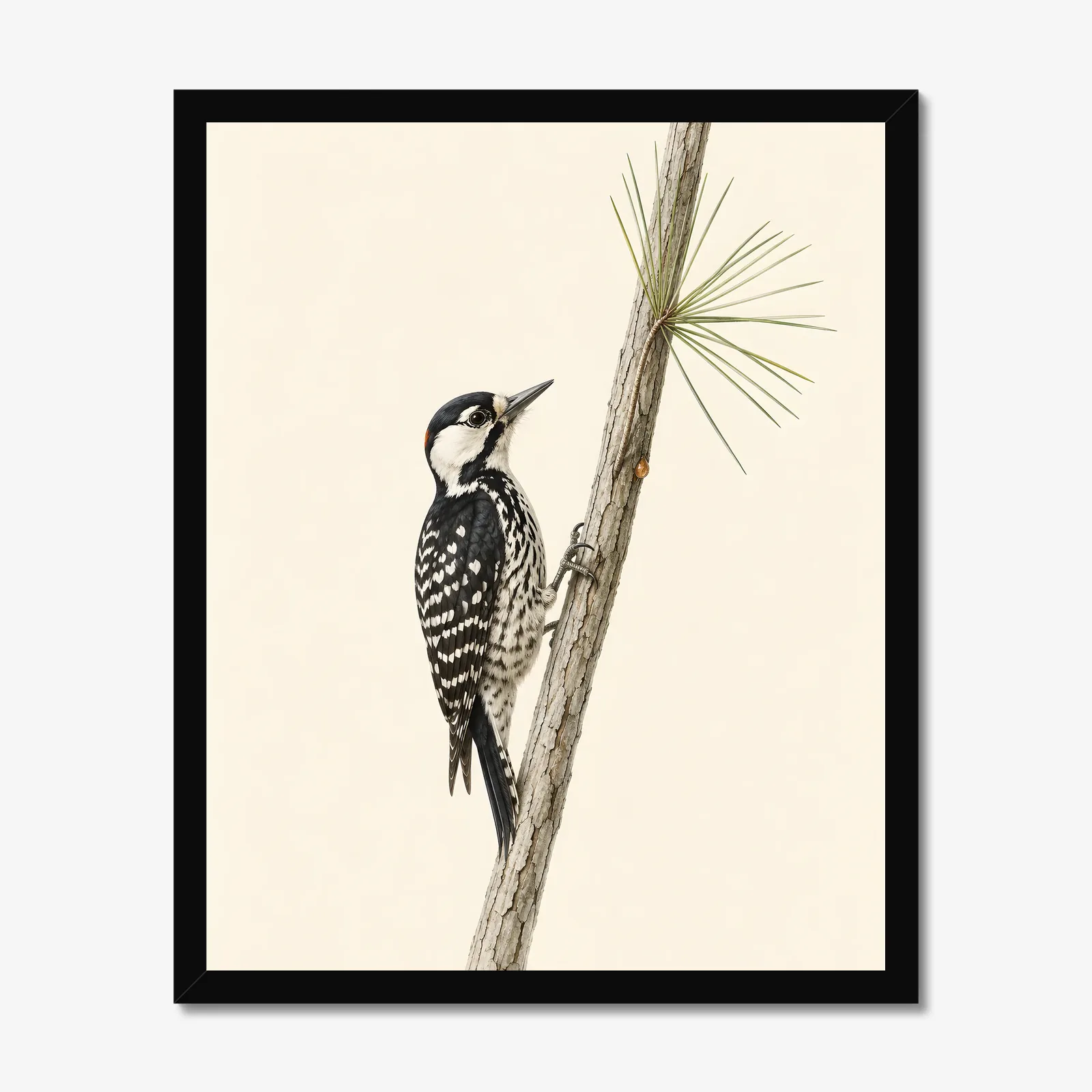 Red-cockaded Woodpecker Print in a black frame