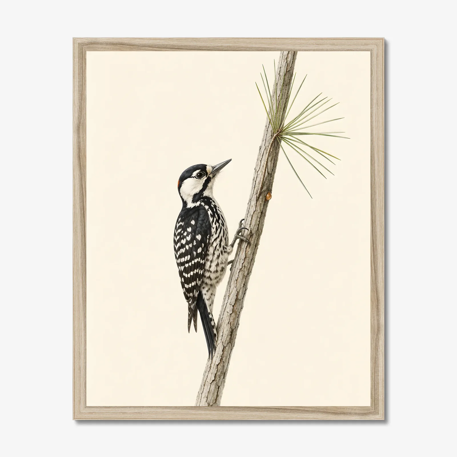 Red-cockaded Woodpecker Print in a natural frame