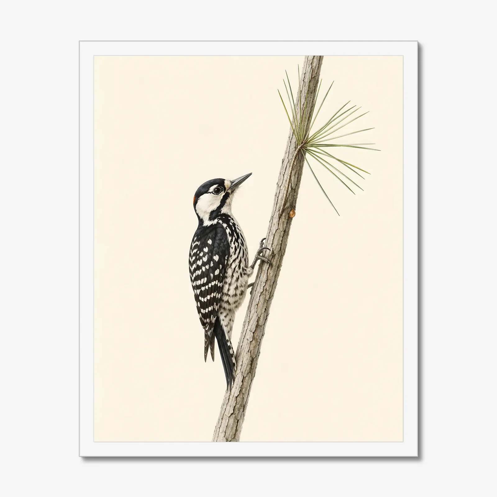 Red-cockaded Woodpecker Print in a white frame