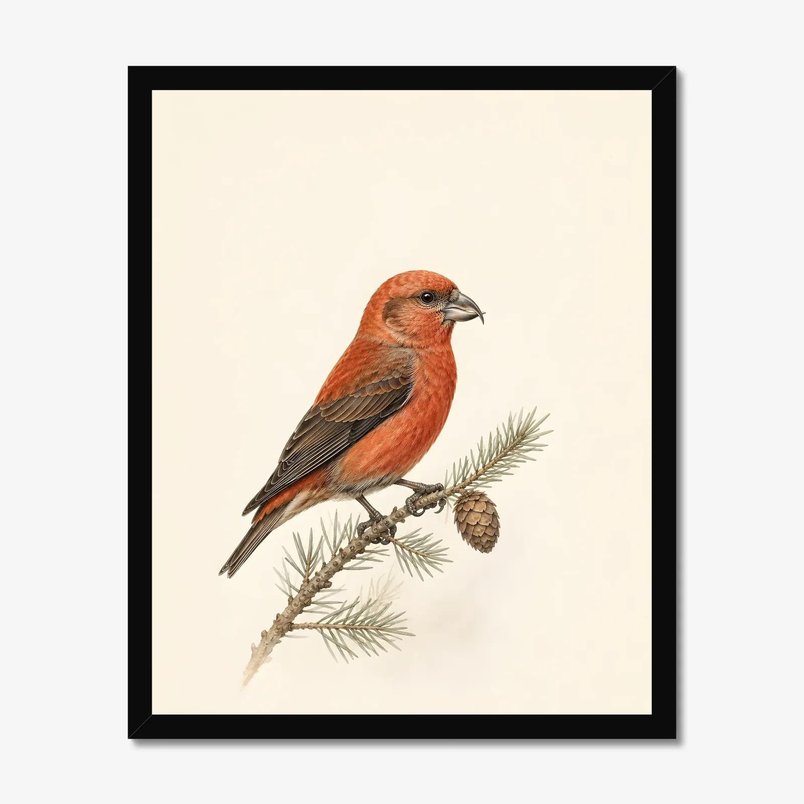 Red Crossbill Print in a black frame