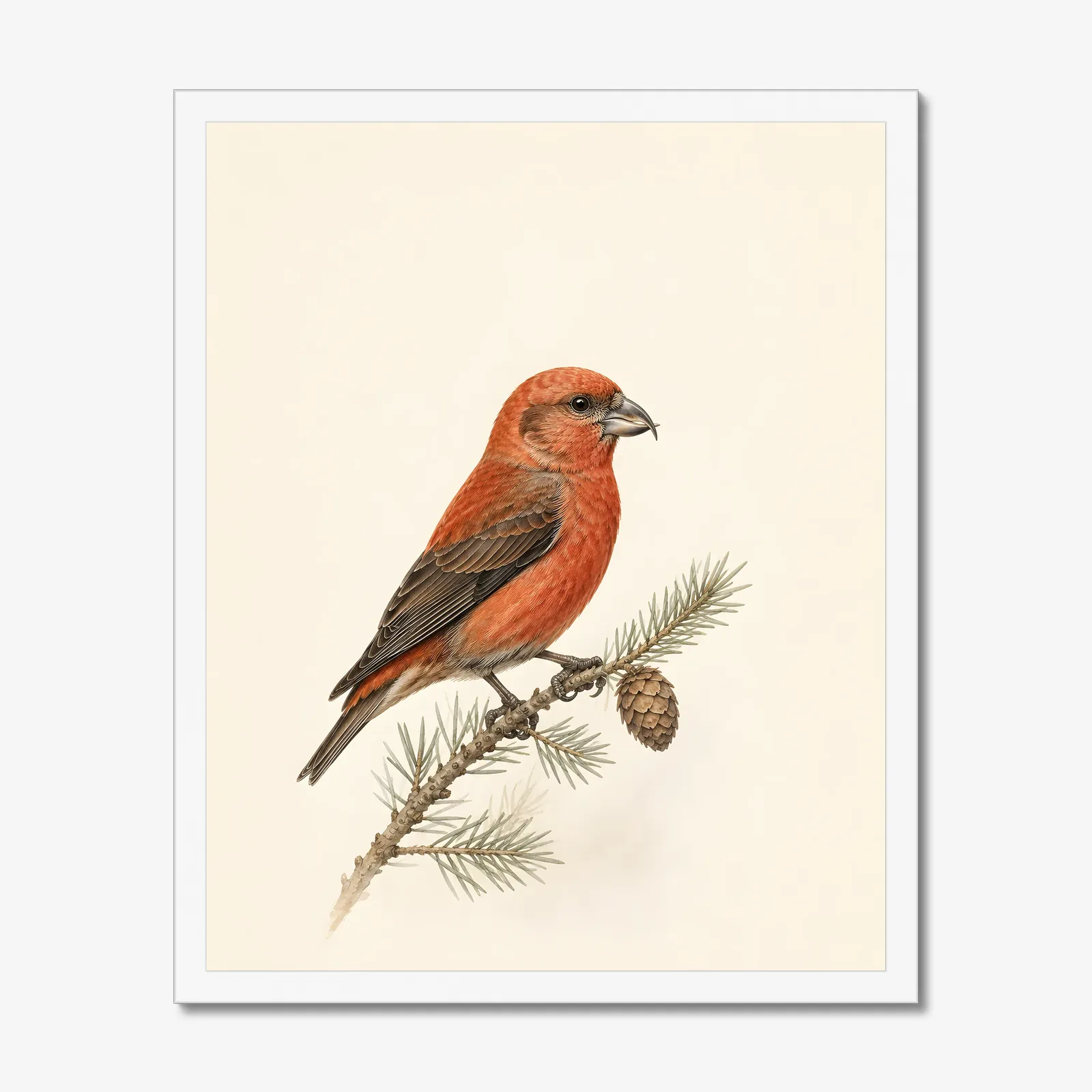 Red Crossbill Print in a white frame