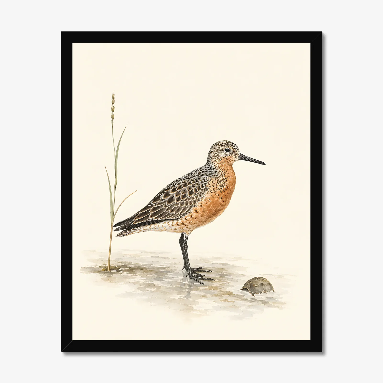 Red Knot Print in a black frame