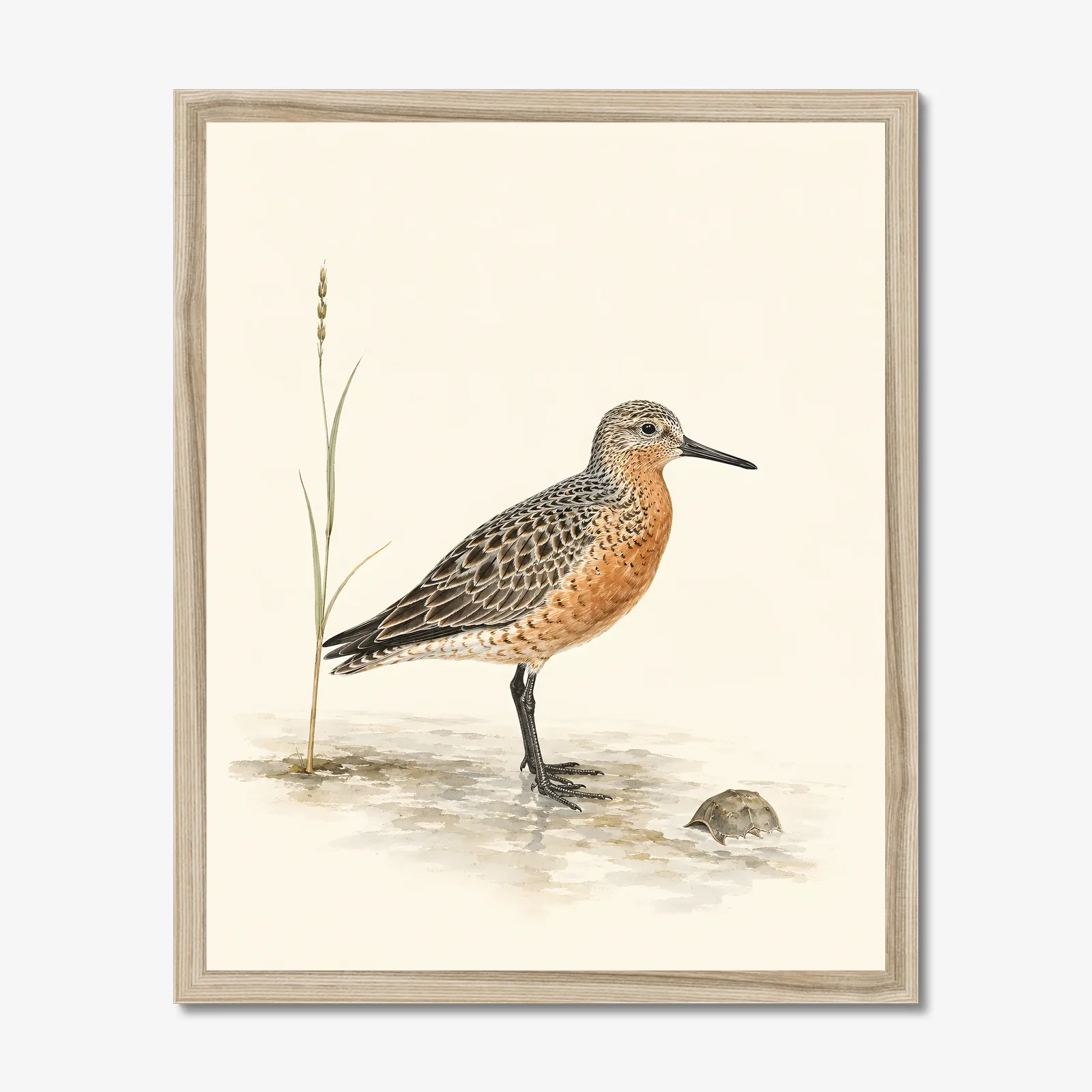 Red Knot Print in a natural frame