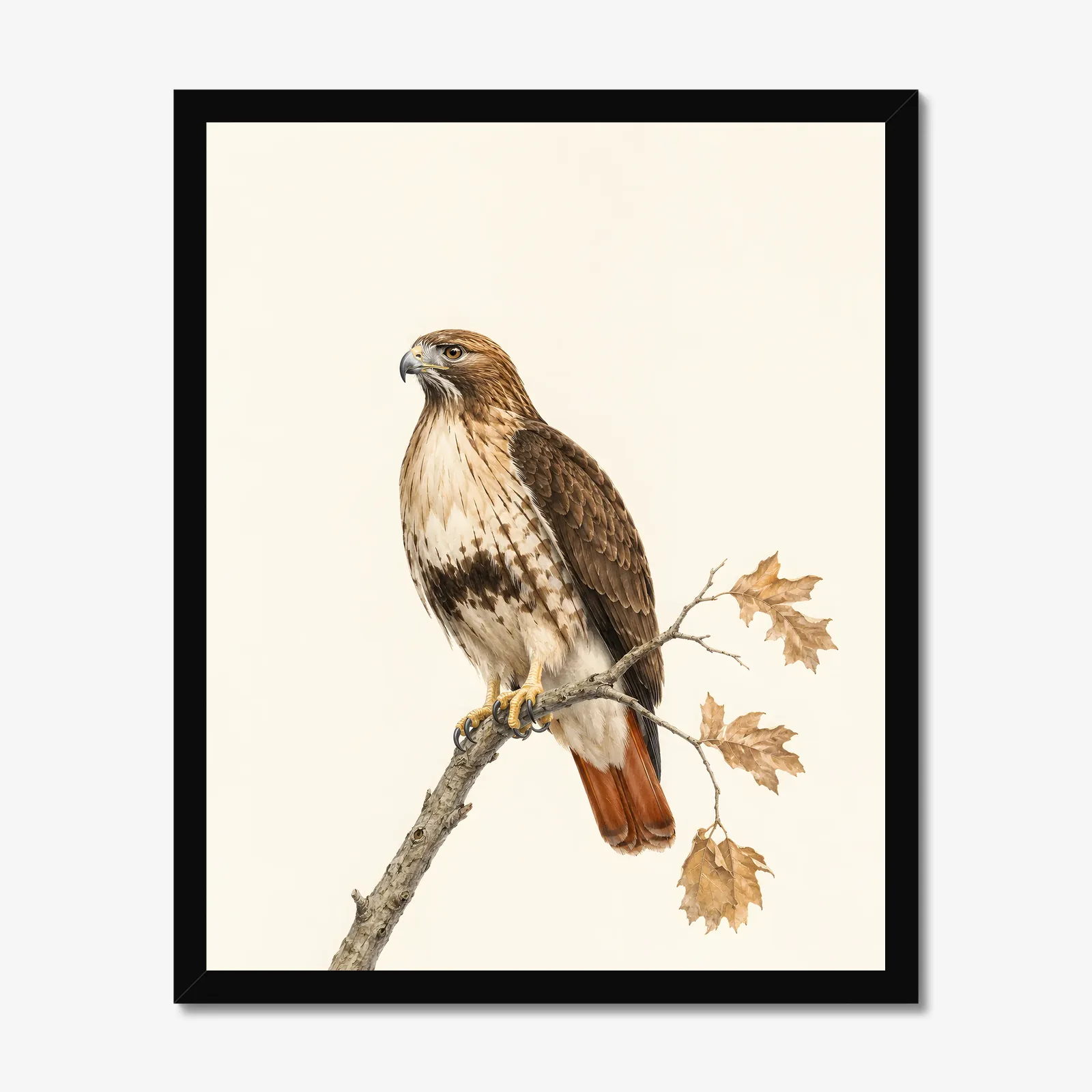 Red-tailed Hawk Print in a black frame