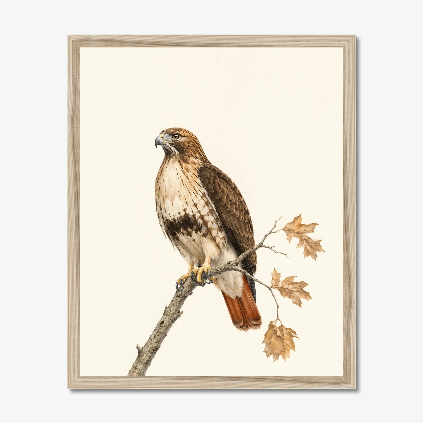 Red-tailed Hawk Print in a natural frame