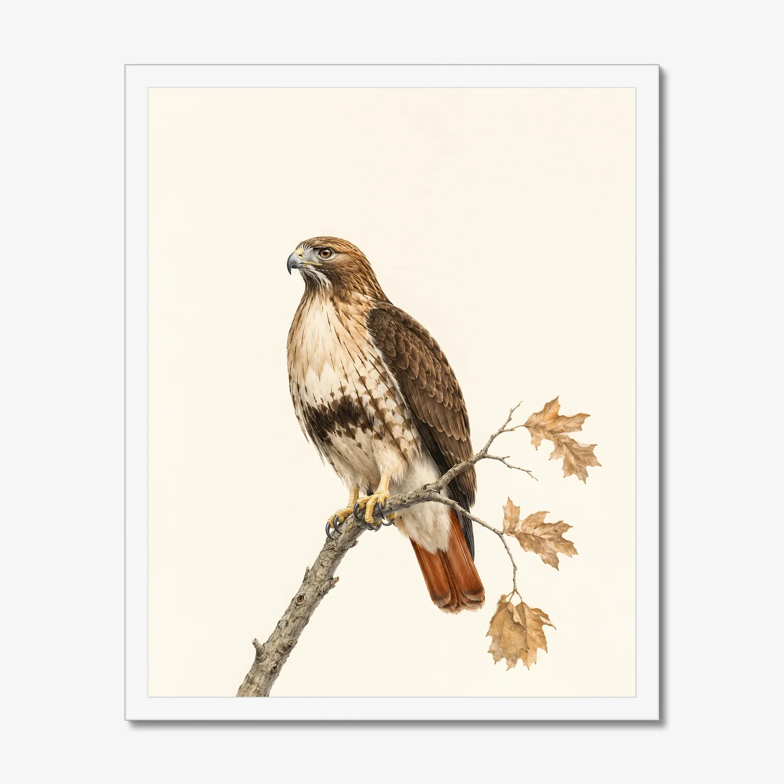 Red-tailed Hawk Print in a white frame