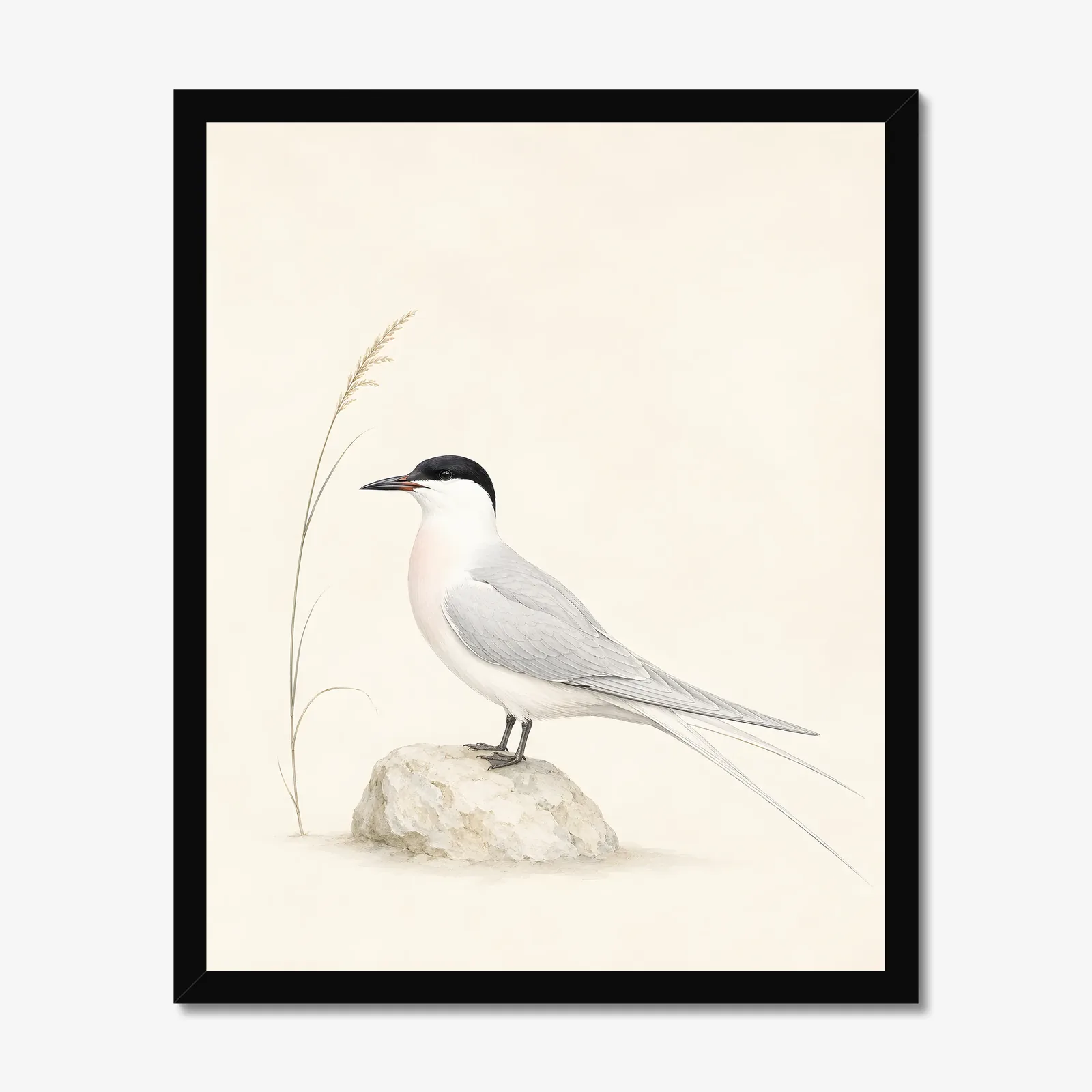 Roseate Tern Print in a black frame