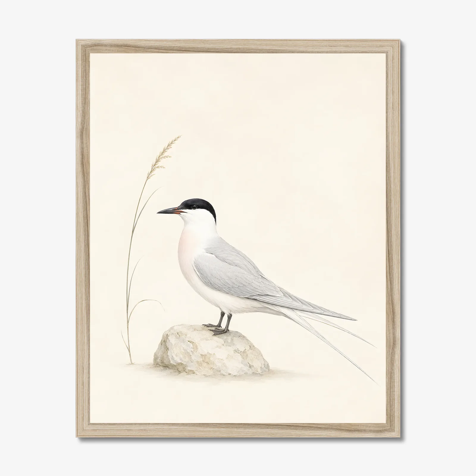 Roseate Tern Print in a natural frame