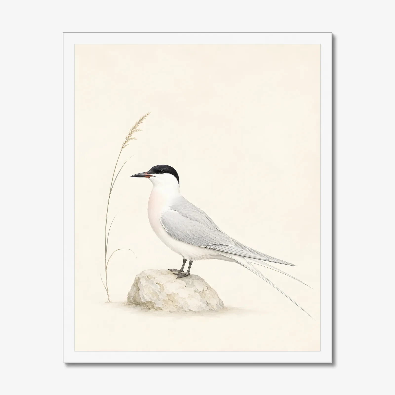 Roseate Tern Print in a white frame