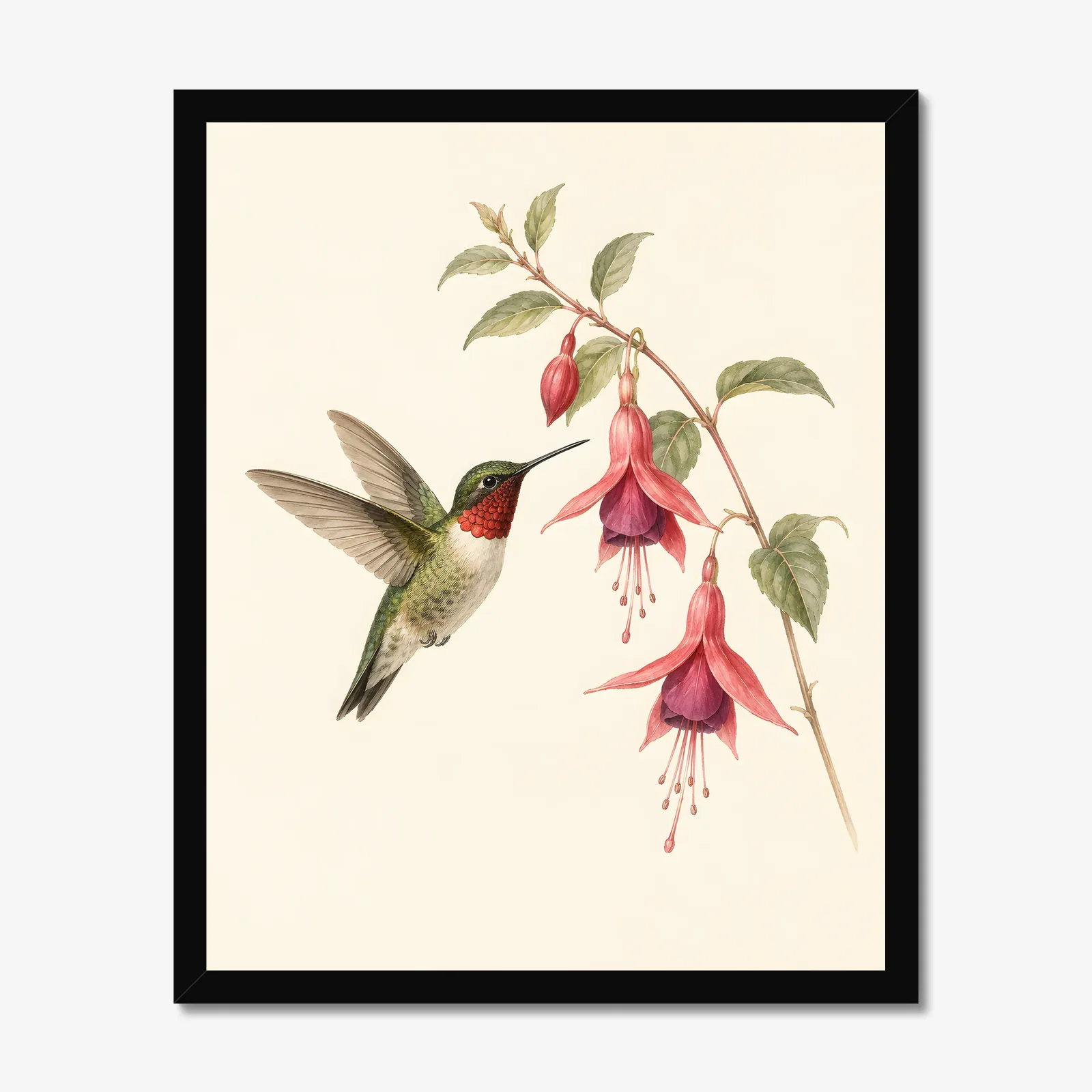 Ruby-throated Hummingbird at Fuchsia Print in a black frame
