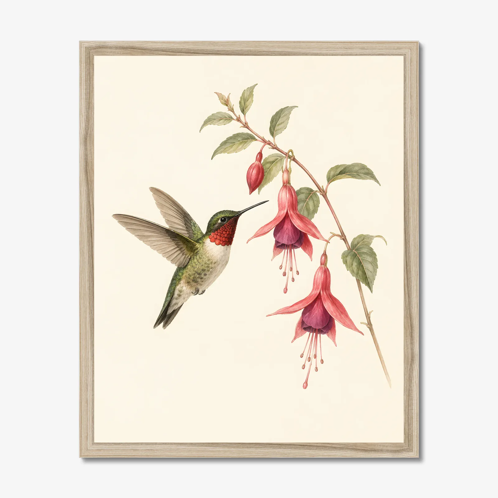 Ruby-throated Hummingbird at Fuchsia Print shown as a fine-art print