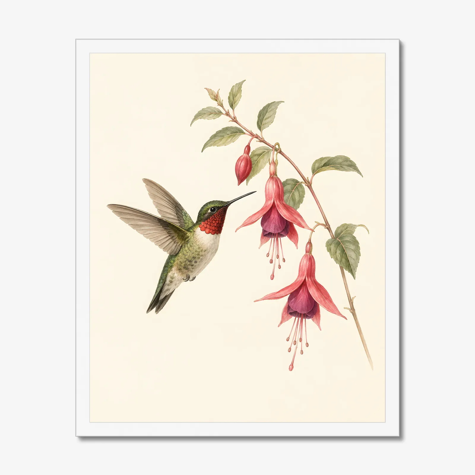 Ruby-throated Hummingbird at Fuchsia Print in a white frame
