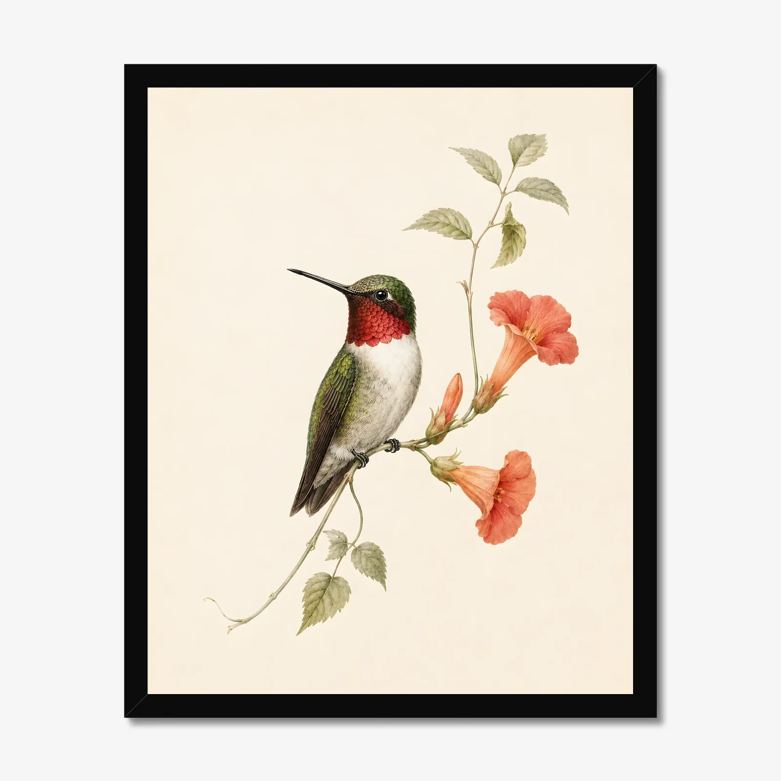 Ruby-throated Hummingbird at Trumpet Vine Print in a black frame