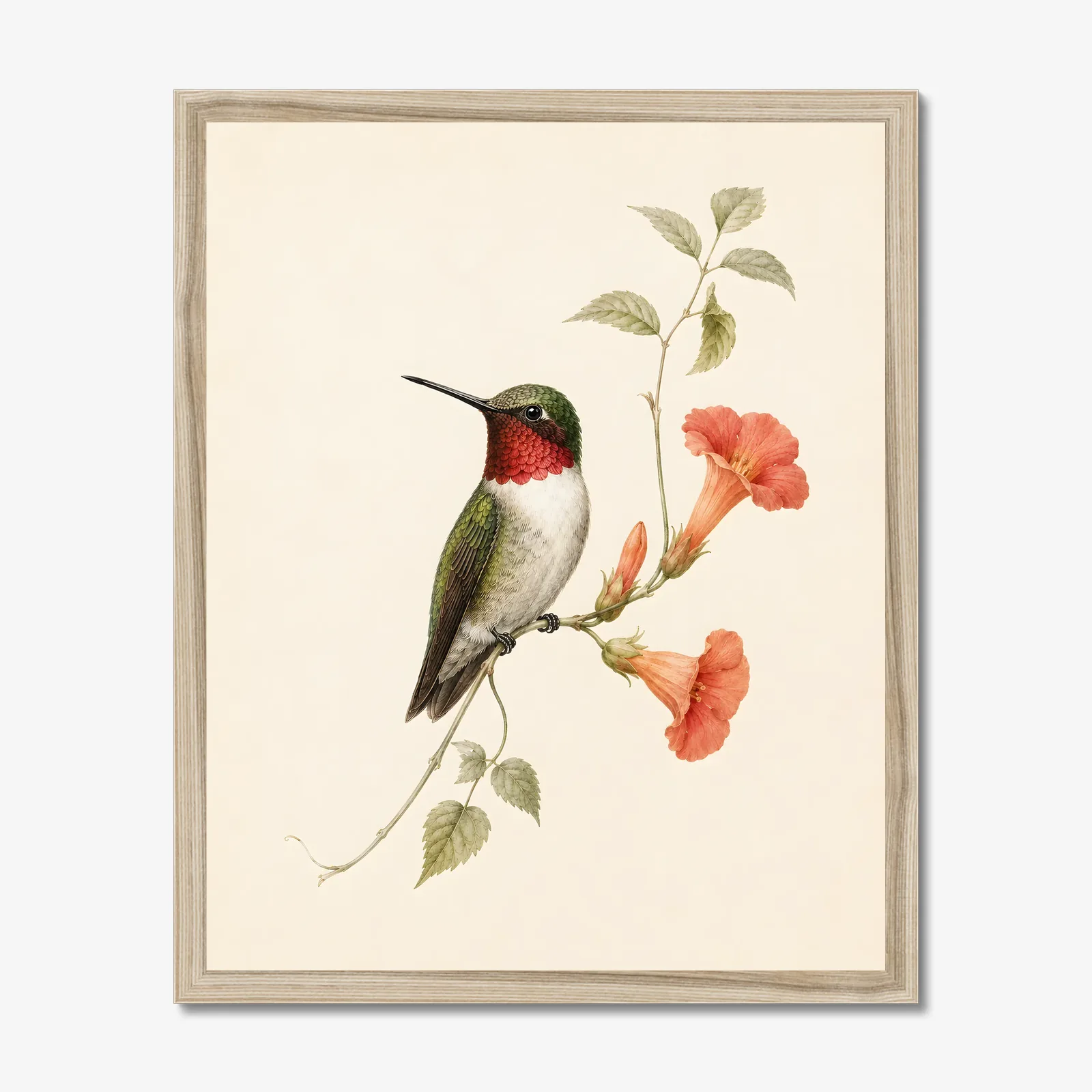Ruby-throated Hummingbird at Trumpet Vine Print shown as a fine-art print
