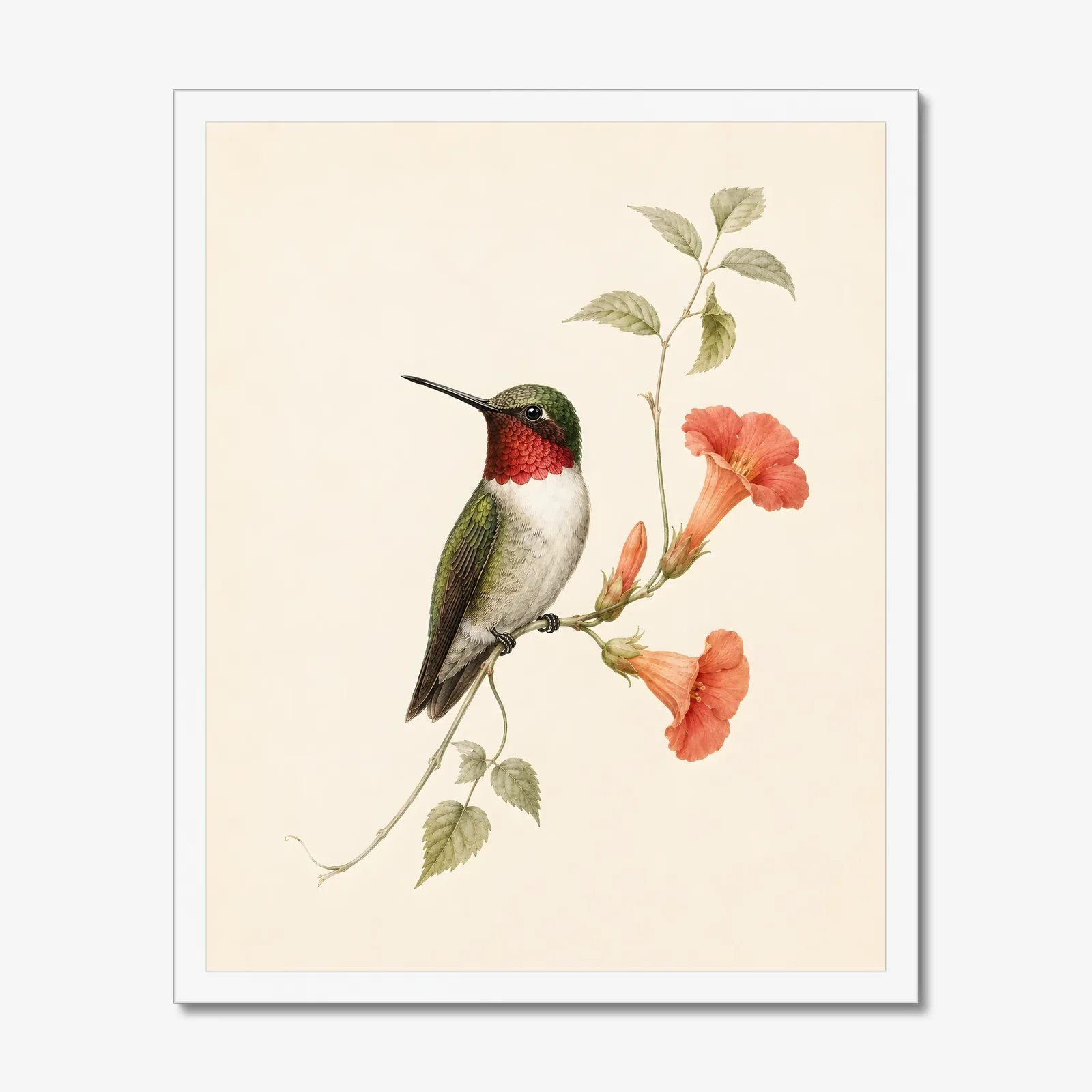Ruby-throated Hummingbird at Trumpet Vine Print in a white frame