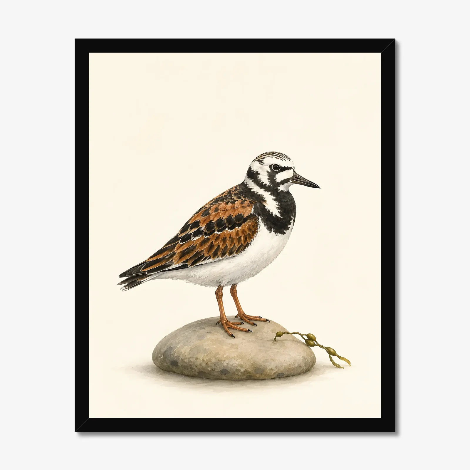 Ruddy Turnstone Print in a black frame