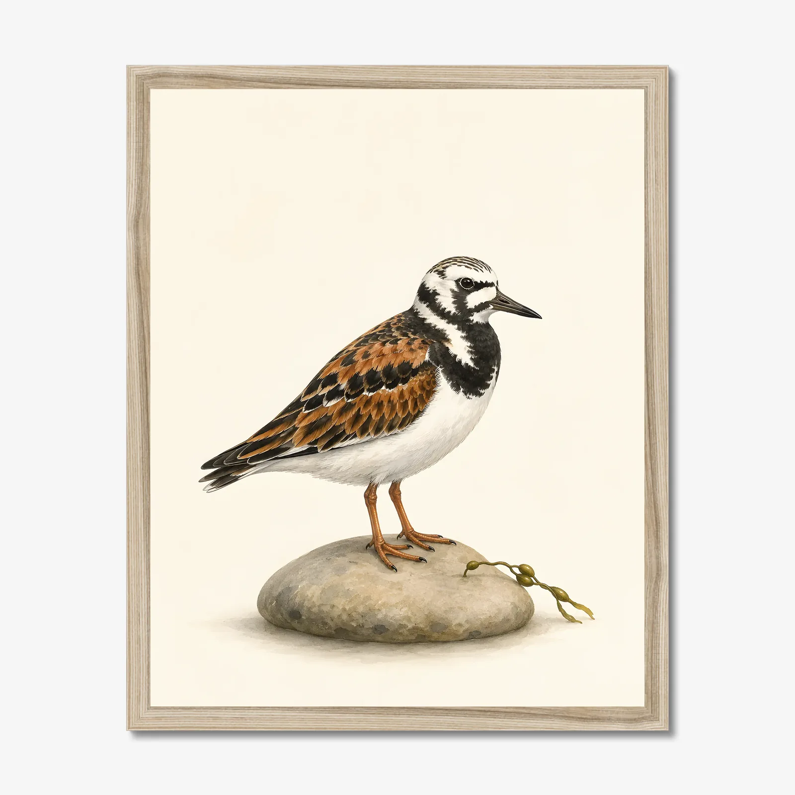 Ruddy Turnstone Print in a natural frame