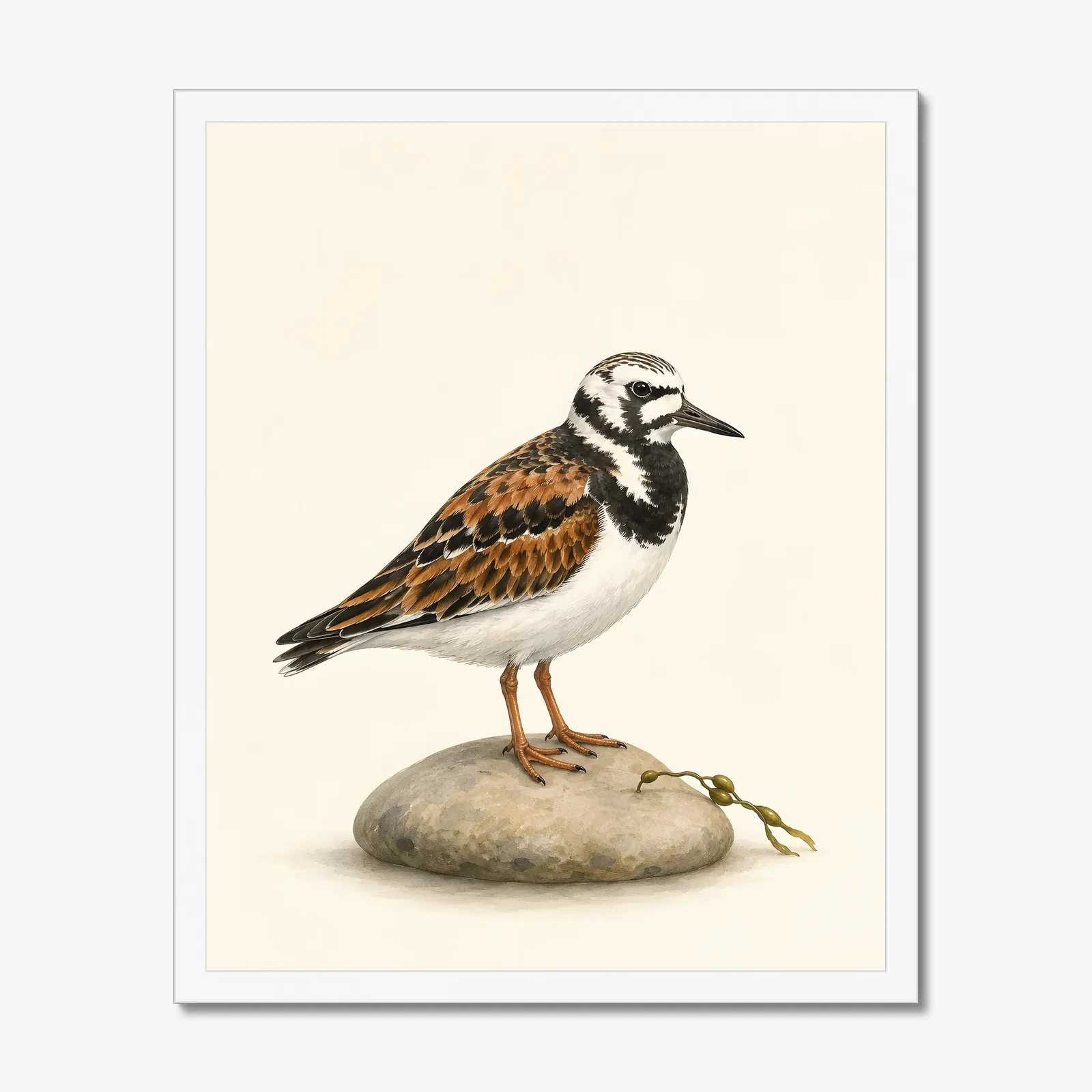 Ruddy Turnstone Print in a white frame